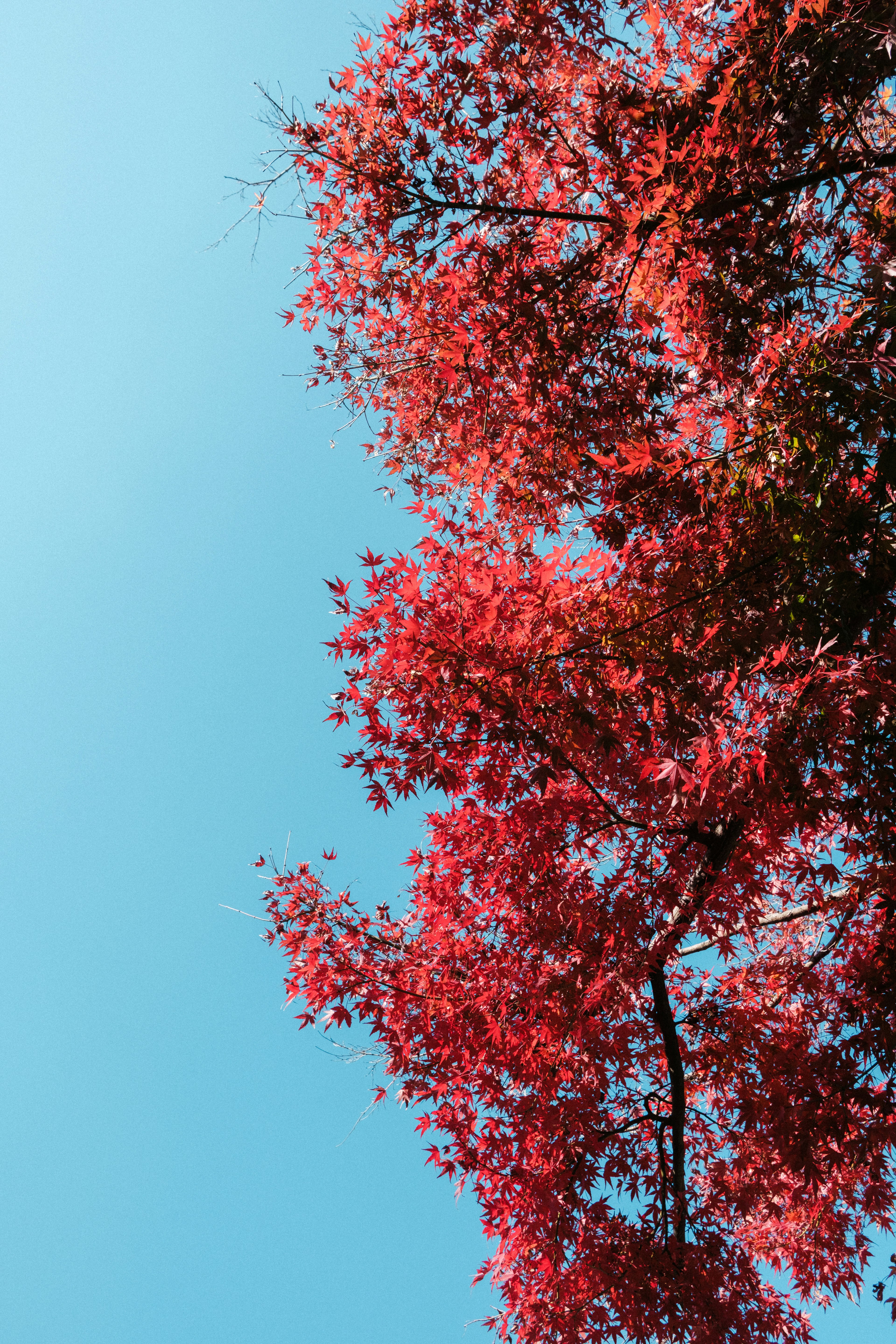 Upper part of a tree with red leaves against a blue sky