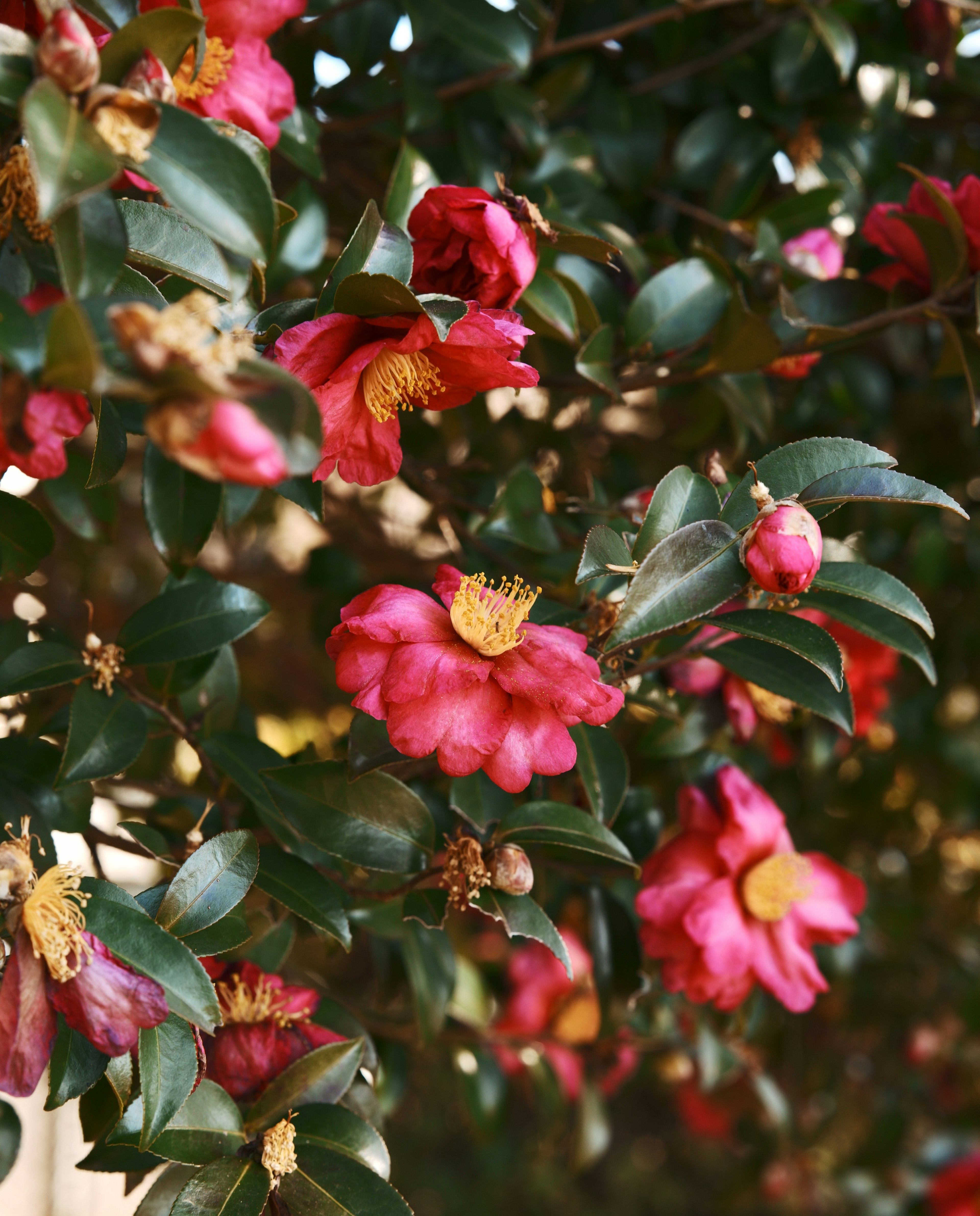 Schöne rosa Kamelienblüten und grüne Blätter an einem üppigen Zweig