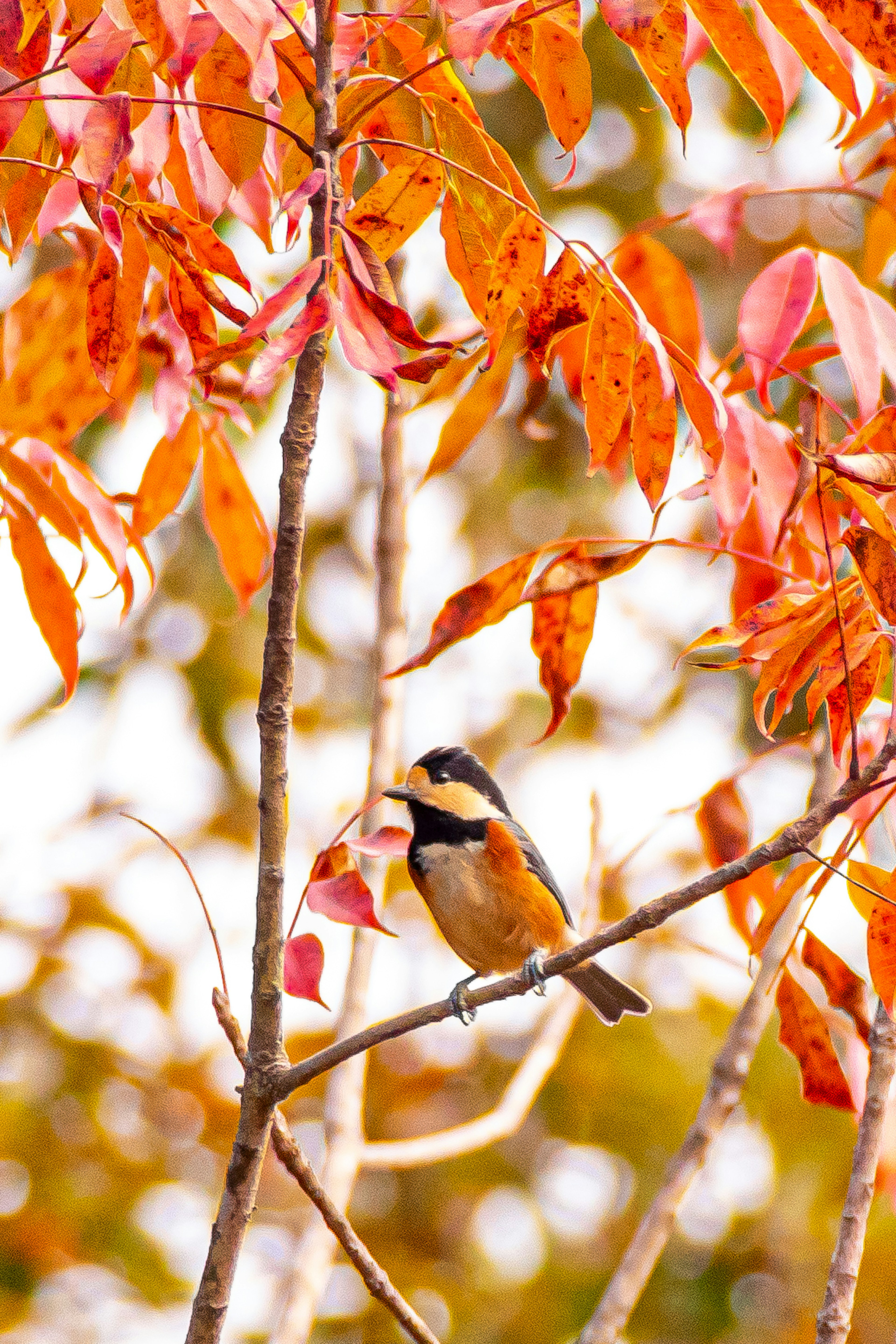 Ein lebhaftes Vogel sitzt zwischen bunten Herbstblättern