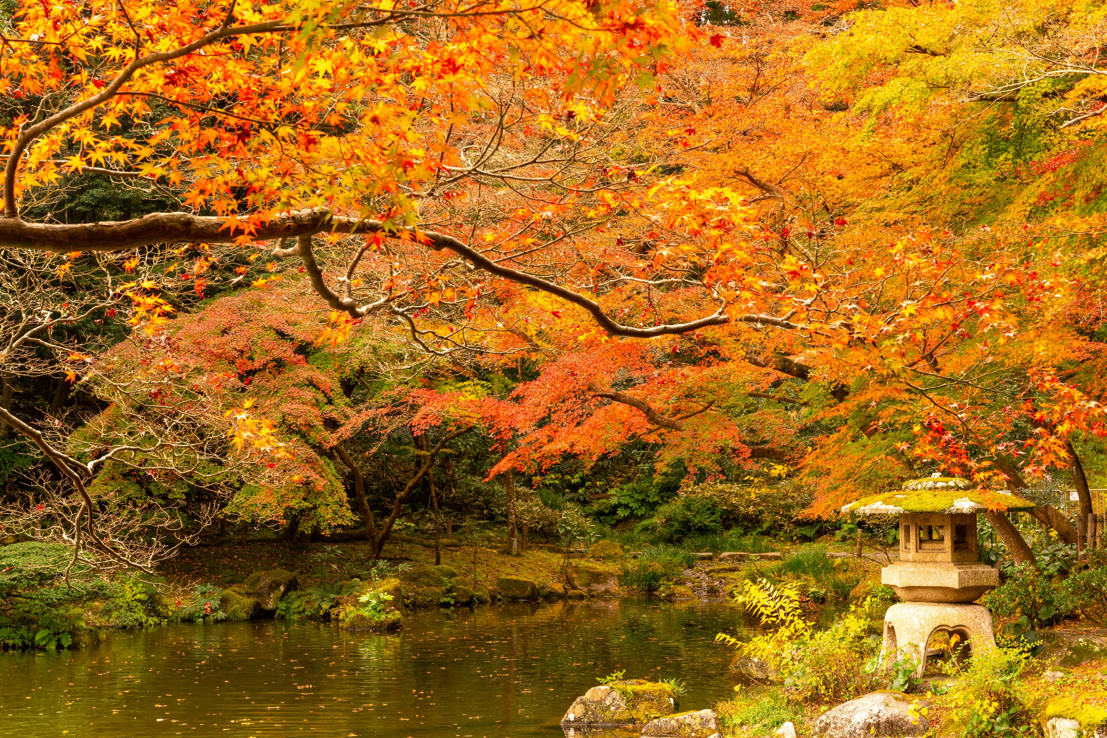 Bellissimo fogliame autunnale con una lanterna vicino allo stagno