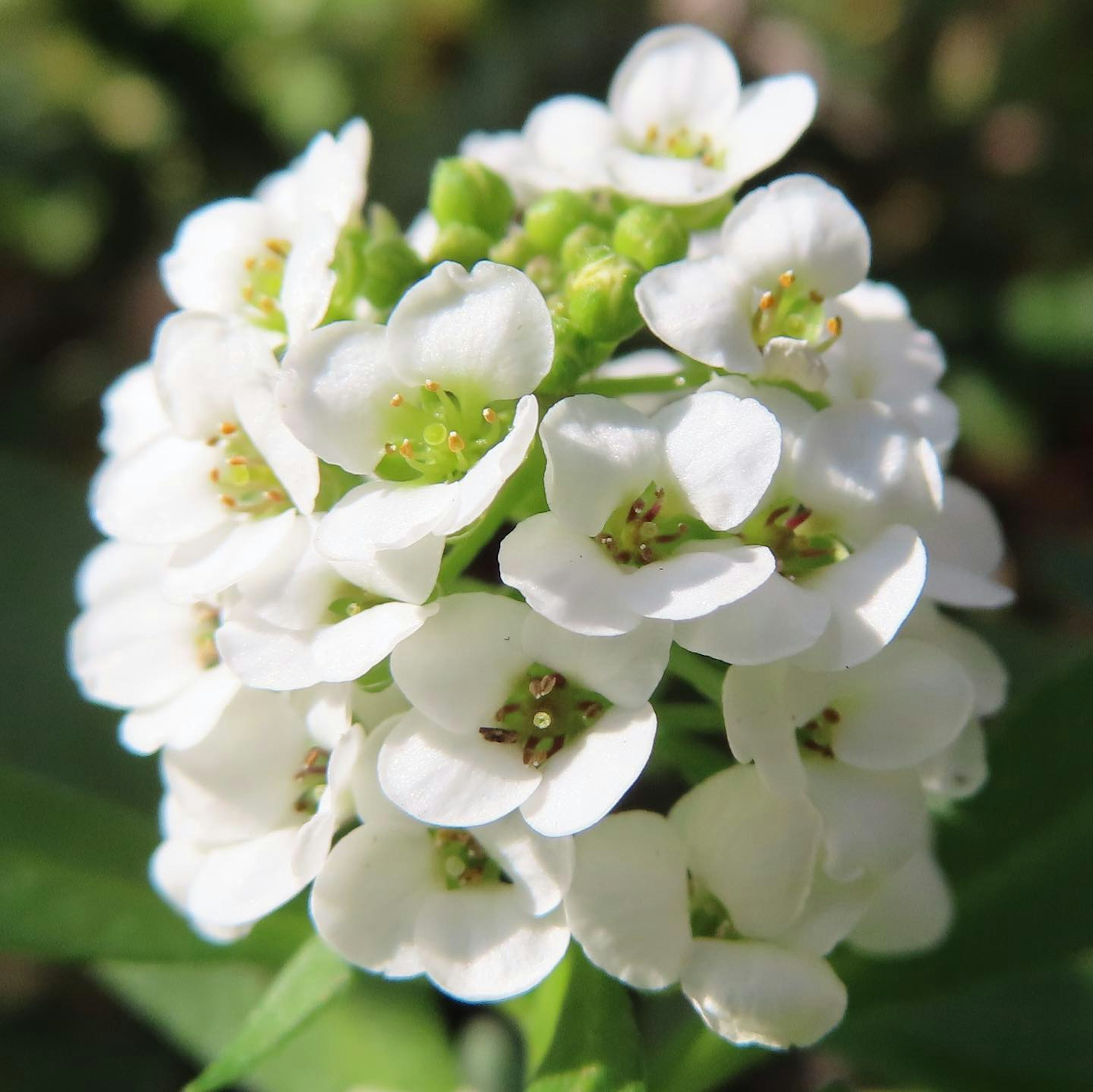 Primo piano di una pianta con grappoli di piccoli fiori bianchi