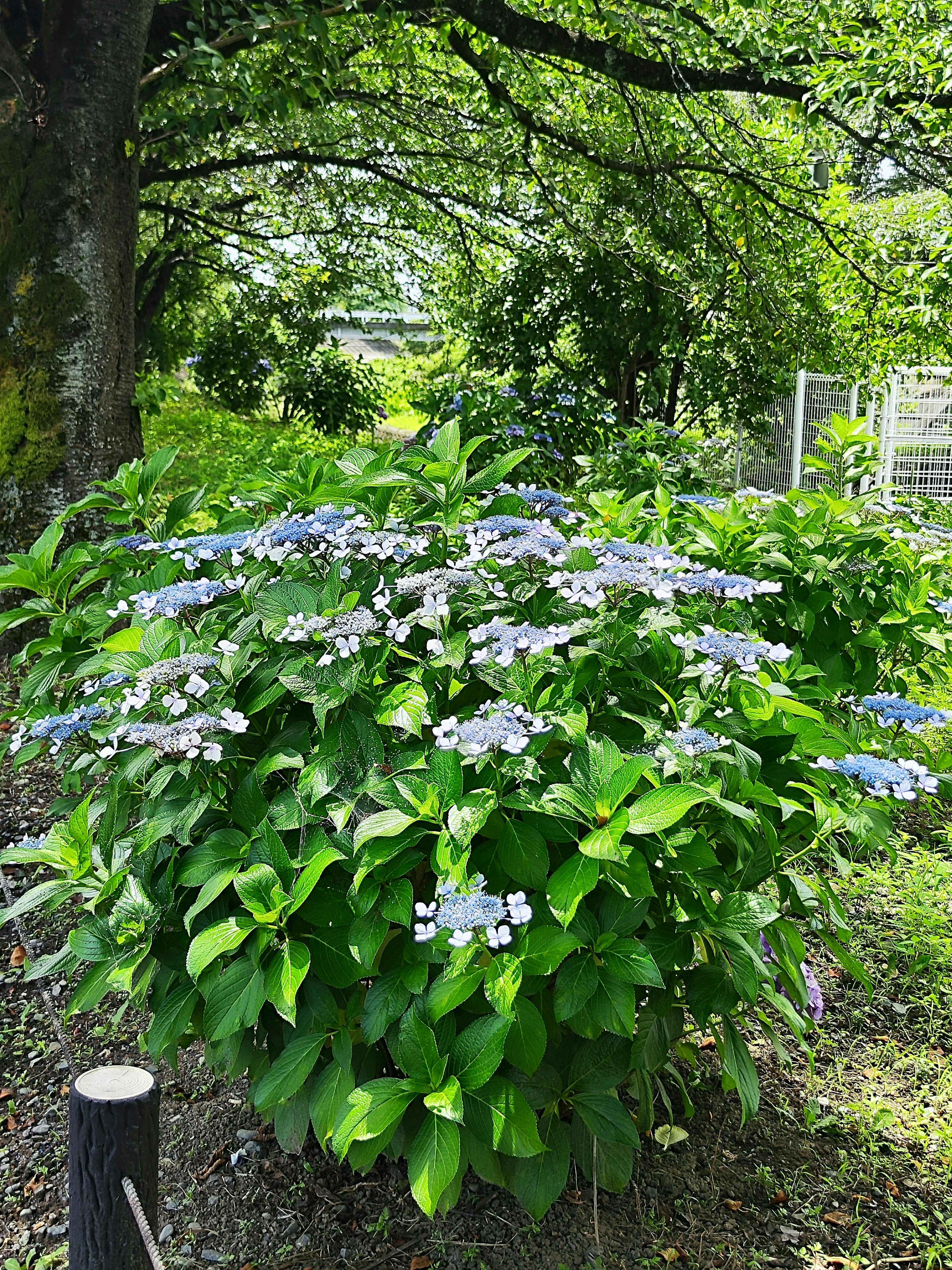 Gran arbusto con flores azul-púrpura y hojas verdes exuberantes