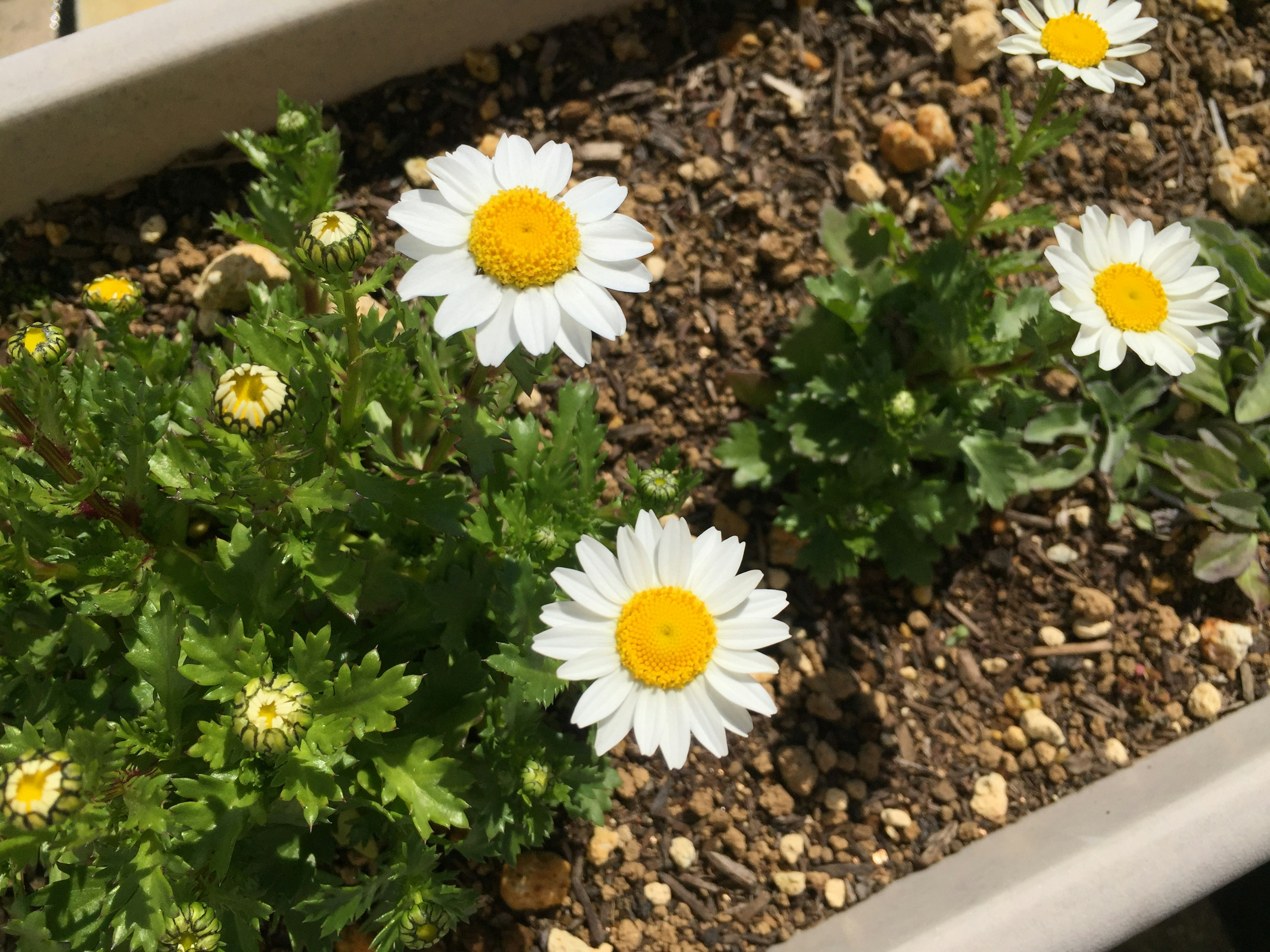 Daisies with white petals and yellow centers in a planter with green leaves