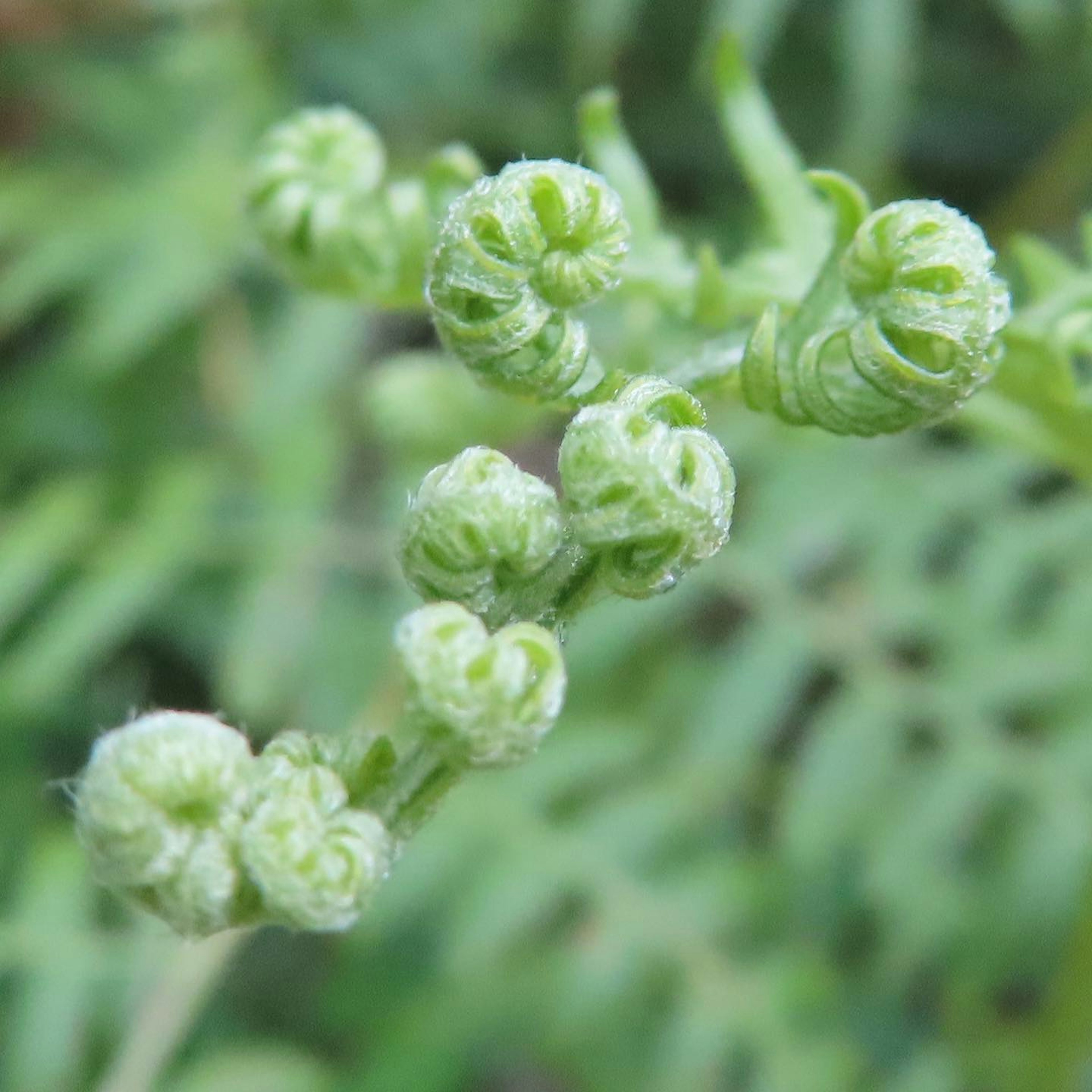 緑色のシダの新芽のクローズアップ画像