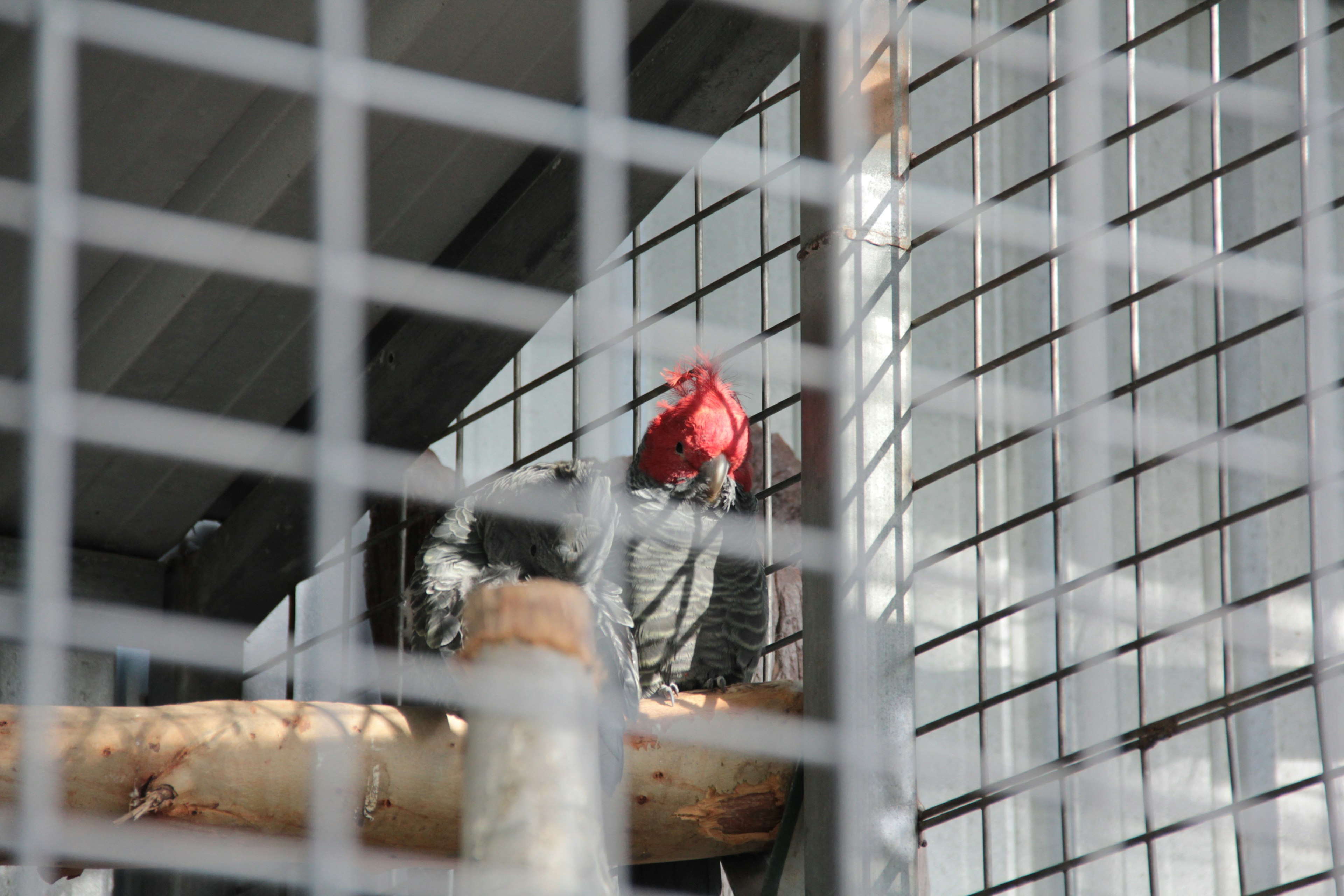 A red-headed parrot perched on a branch inside a cage