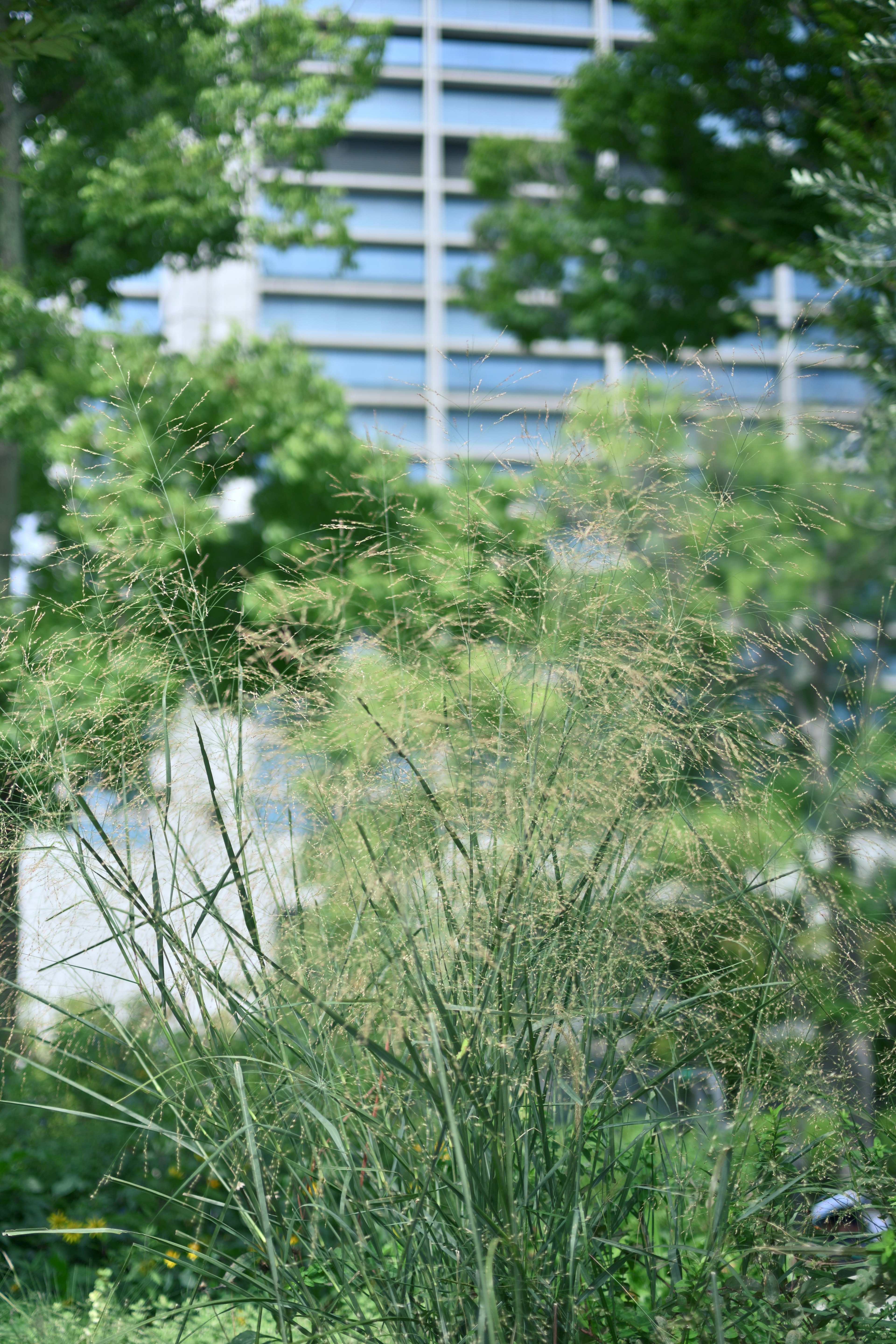 Vegetación exuberante en primer plano con un edificio moderno al fondo