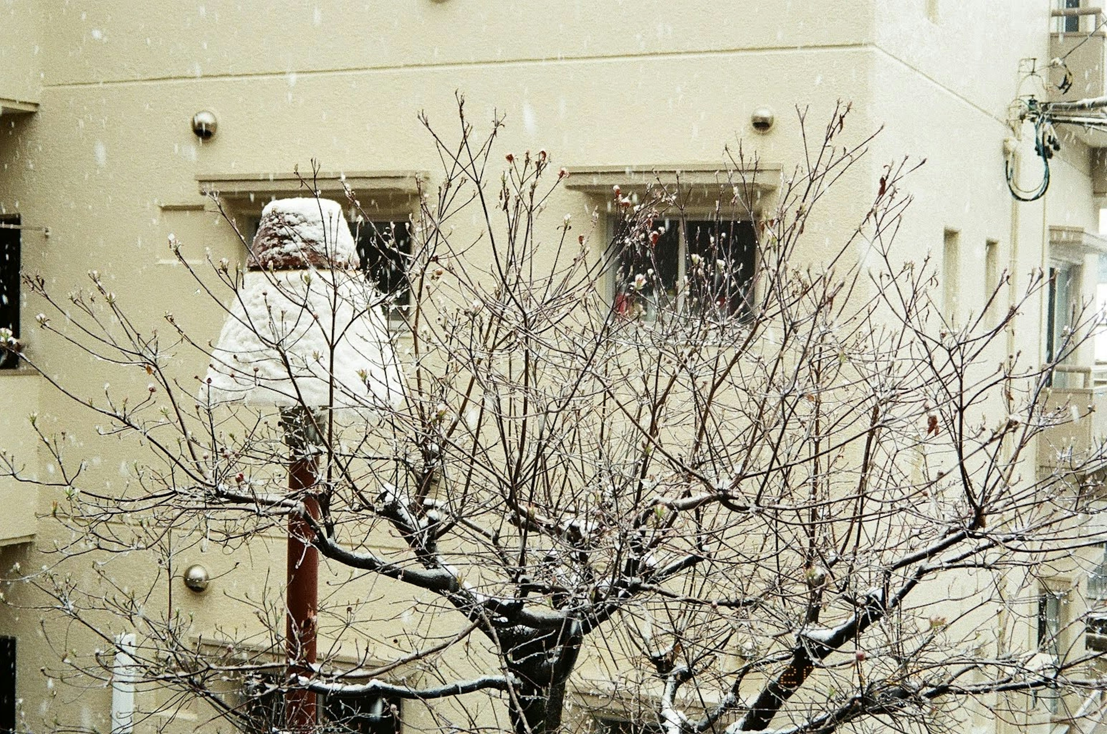 Bare tree with snow falling in front of a building