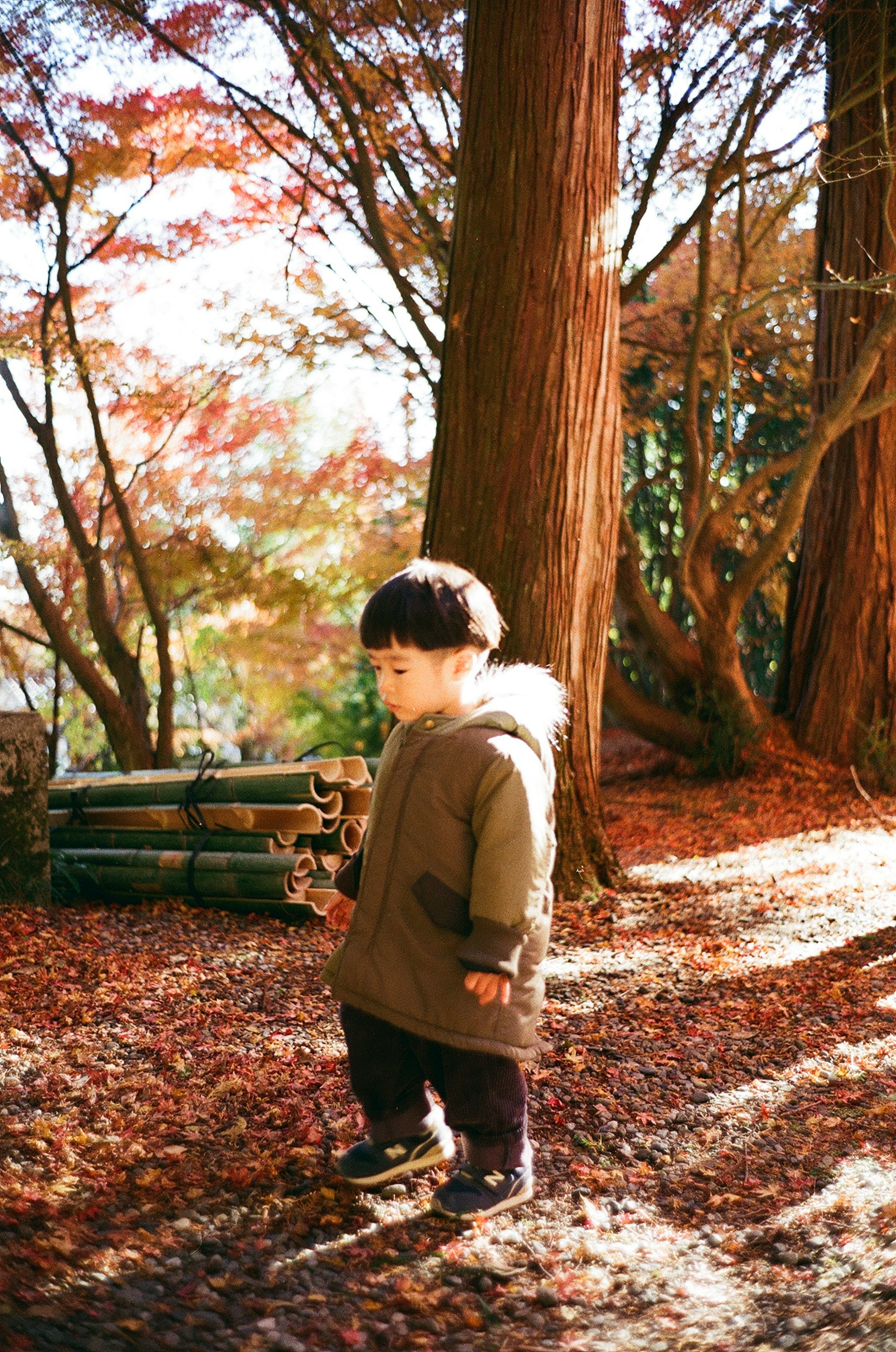 孩子在秋季公園的樹間行走