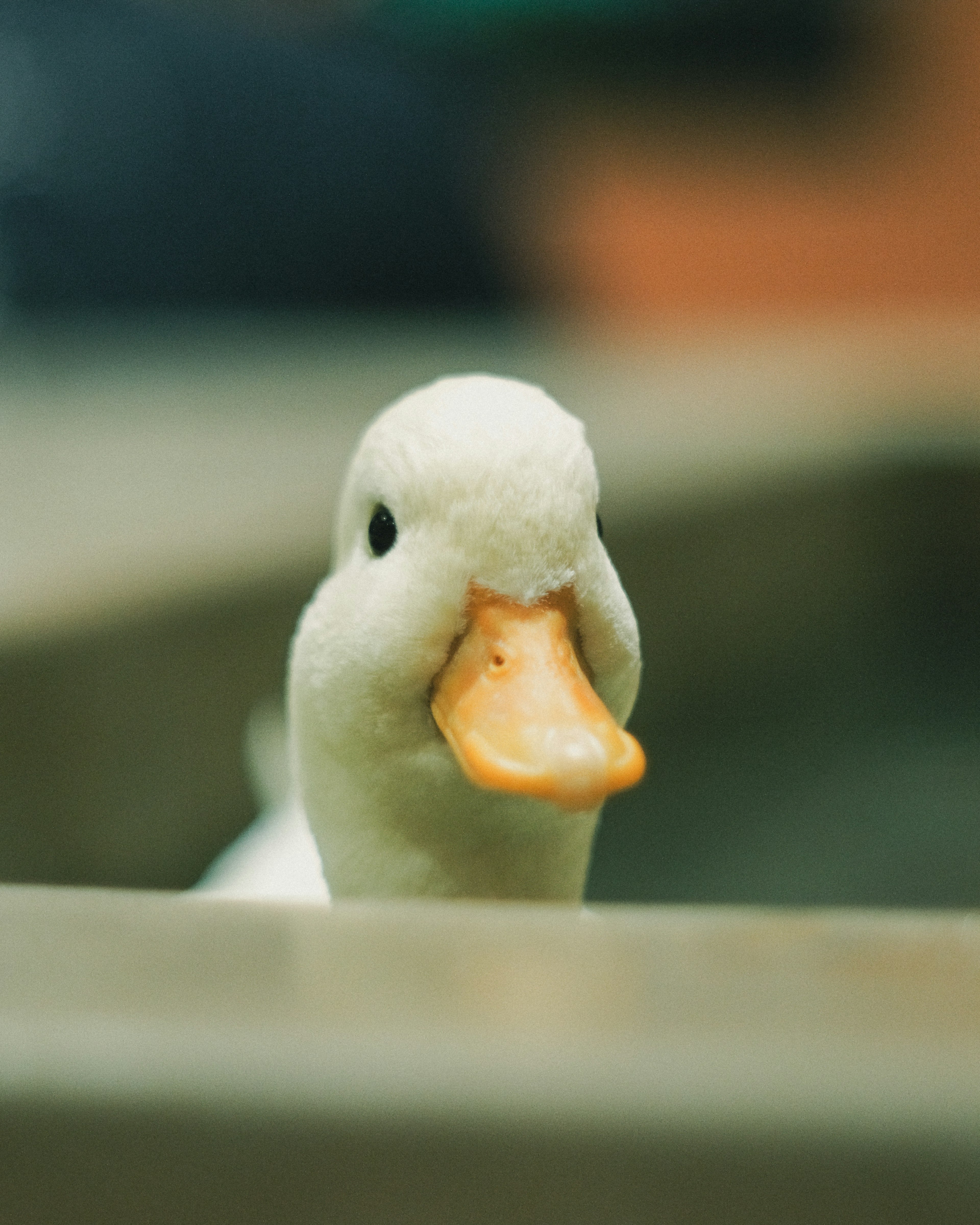 Close-up of a white duck peeking over the edge of a water basin