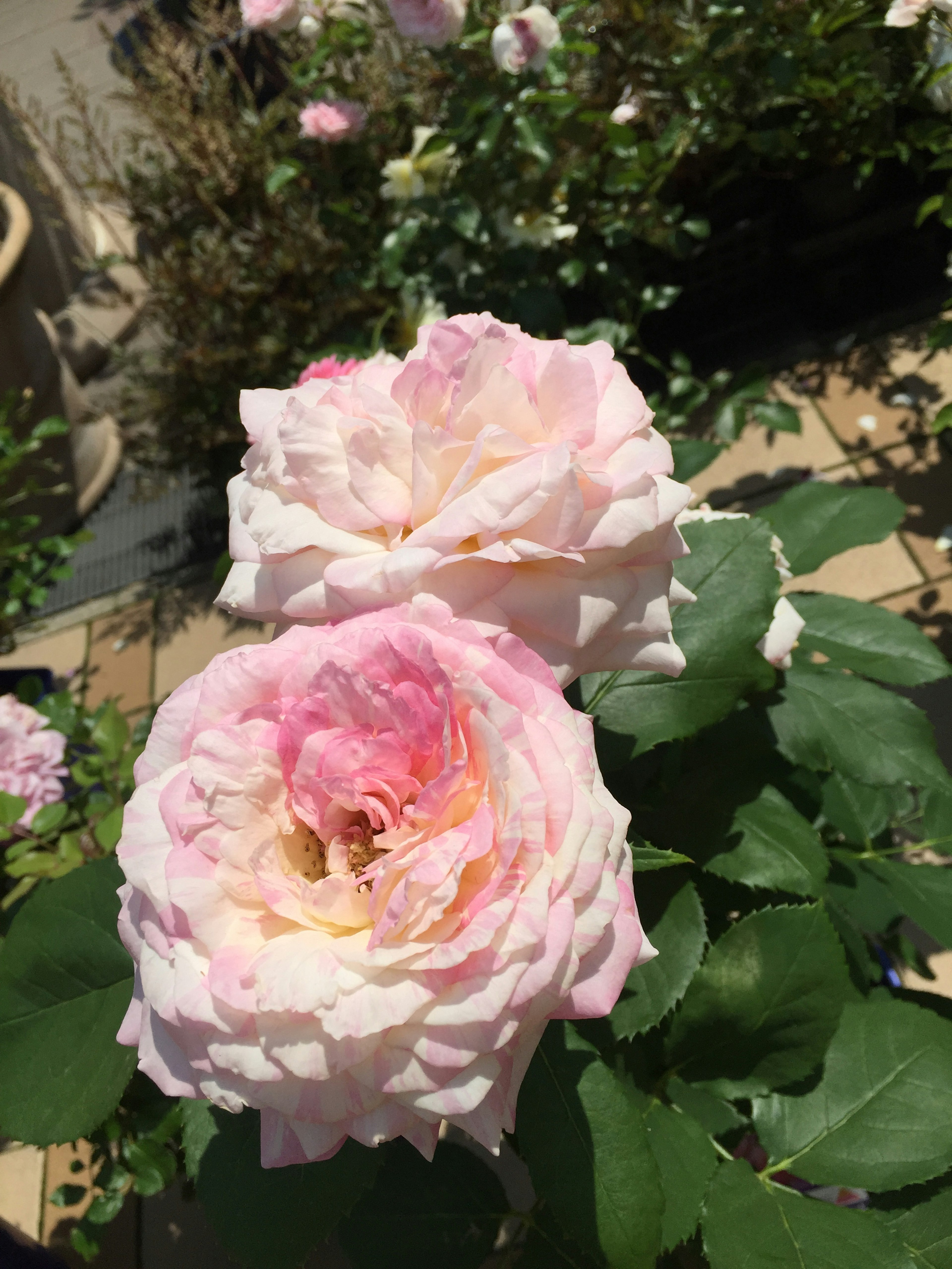 Une scène de jardin avec des roses roses pâles en fleurs