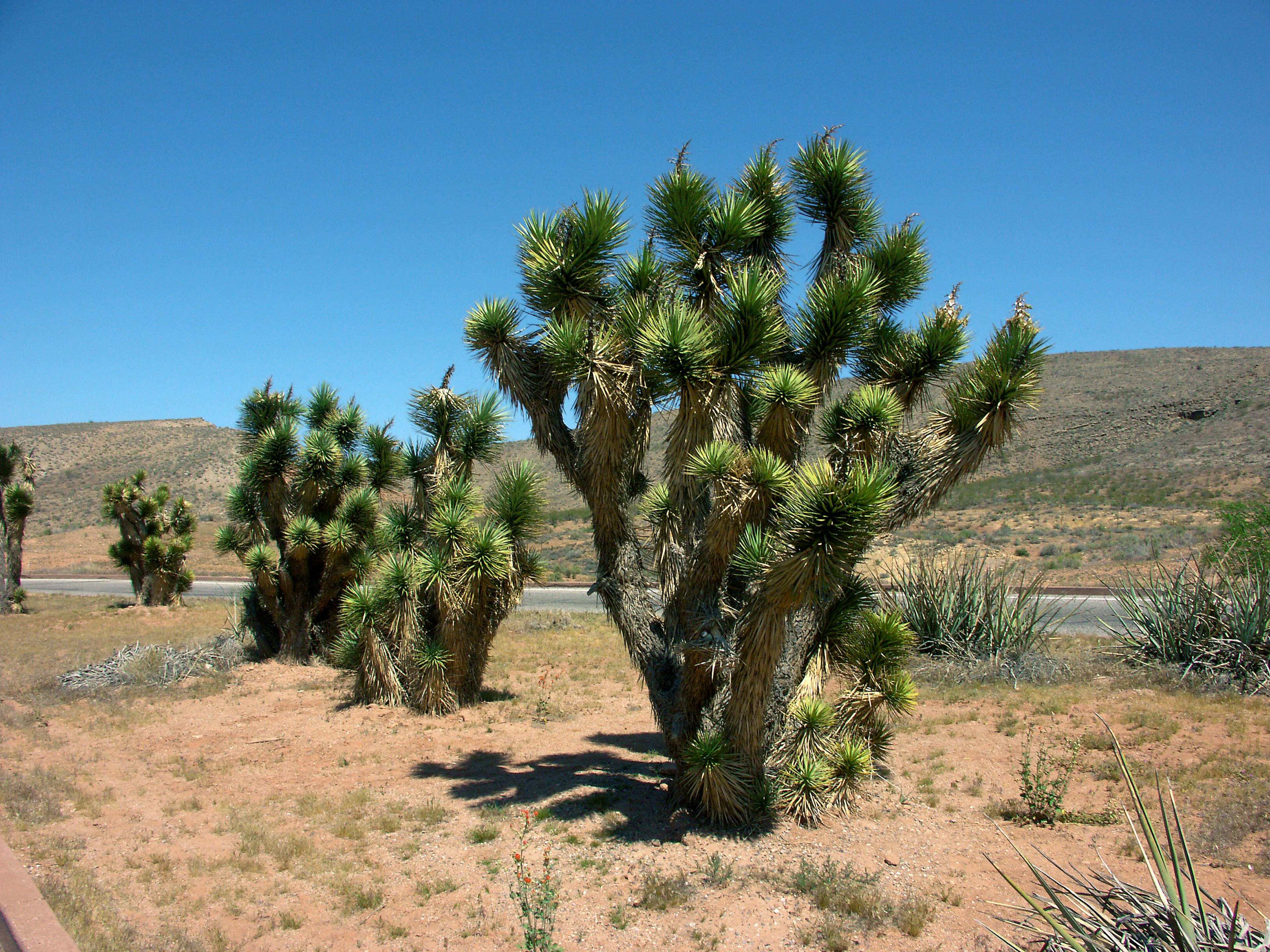 Paisaje con un grupo de árboles de Joshua bajo un cielo azul claro