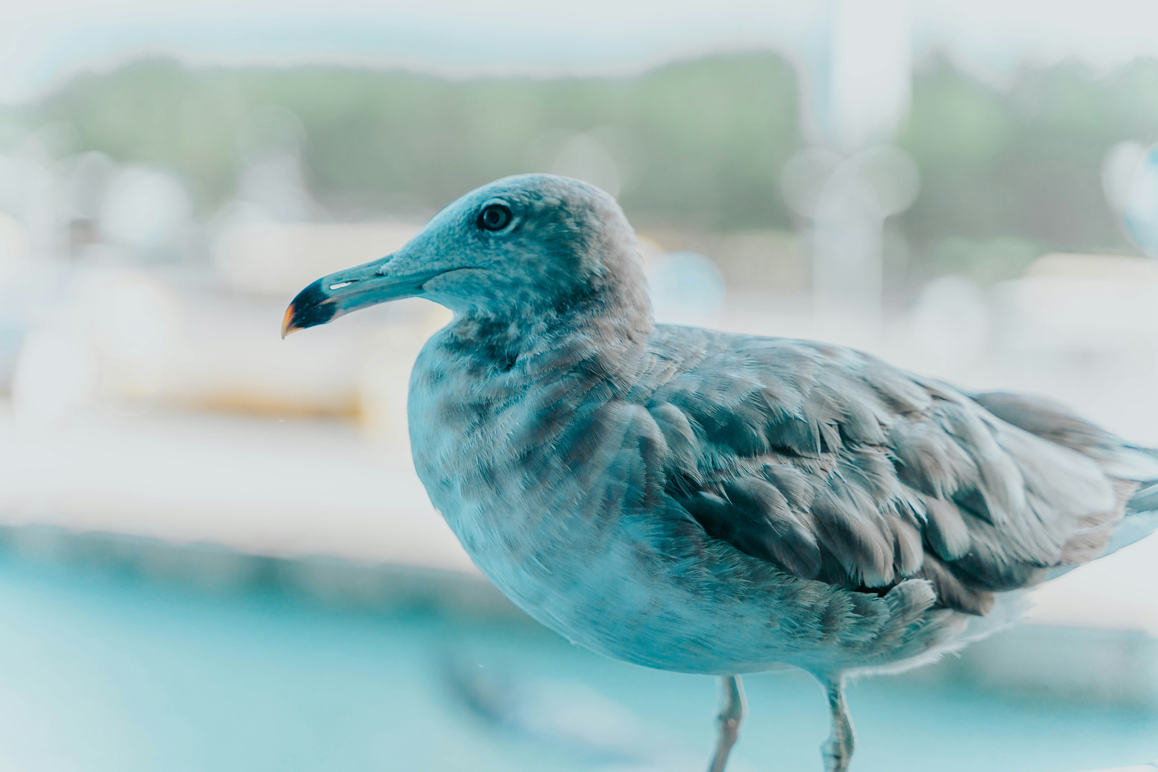 Close-up burung camar biru pucat di dekat air