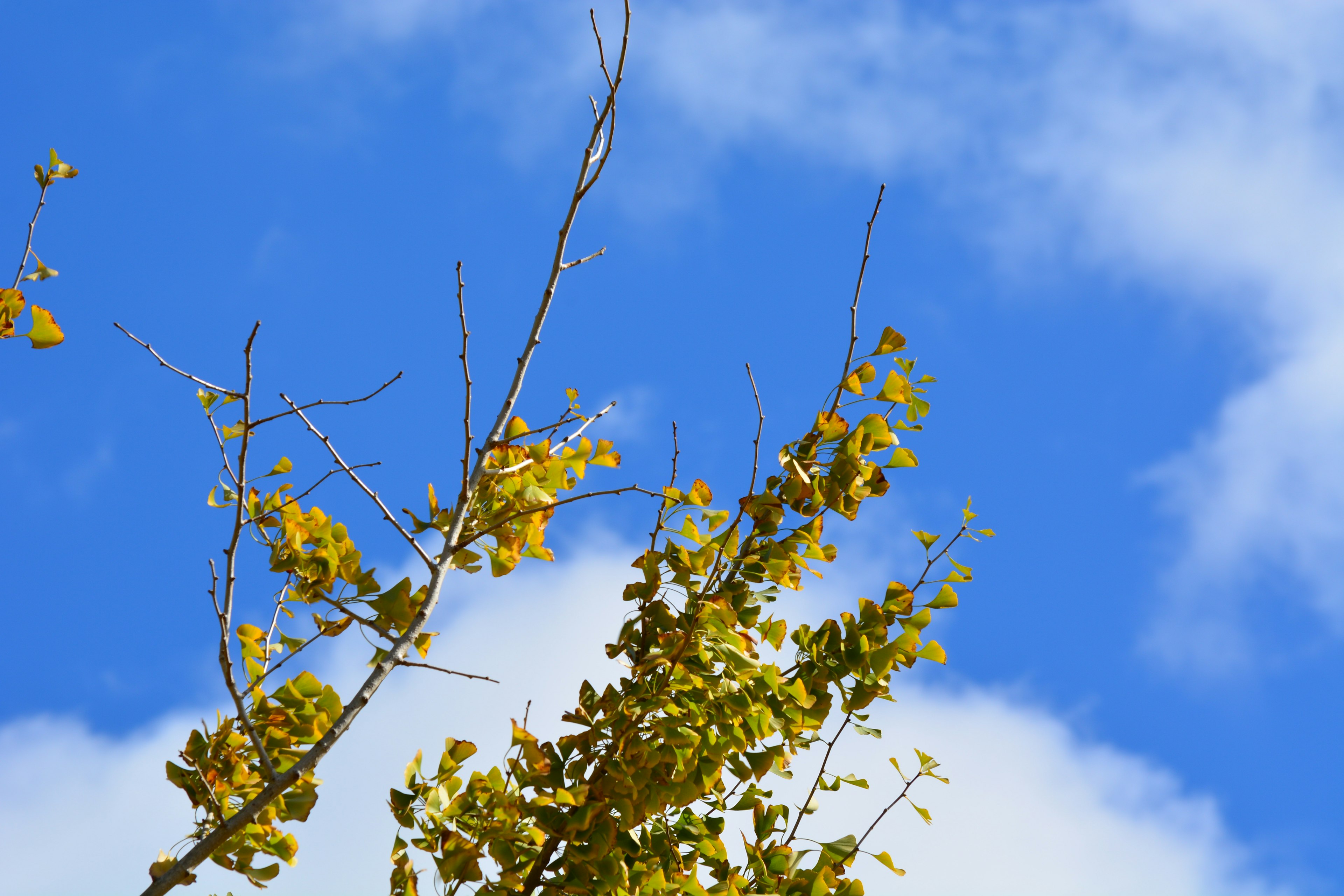 Branches d'arbre avec des feuilles jaunes sous un ciel bleu