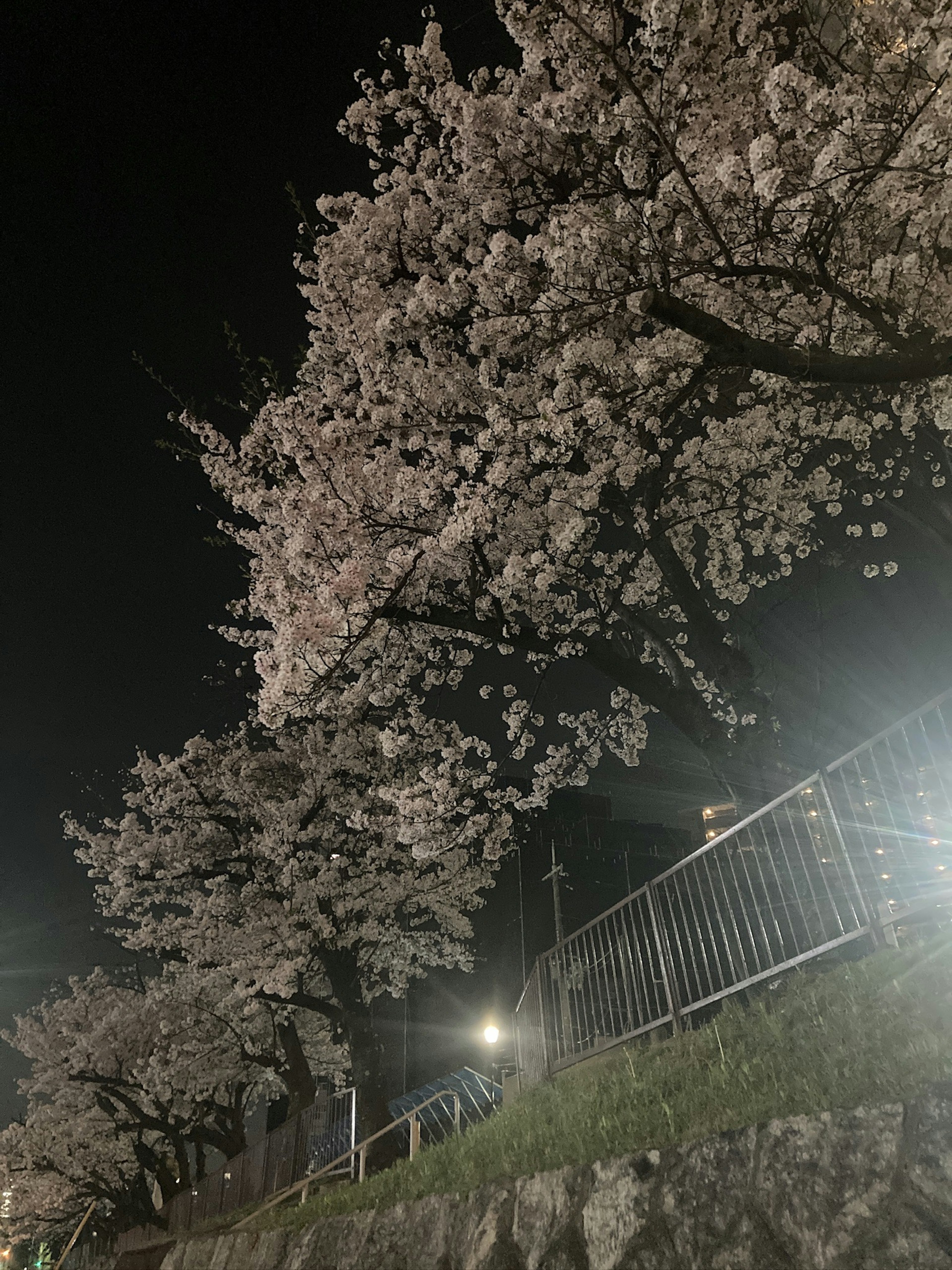 Blühende Kirschblüten bei Nacht mit Straßenbeleuchtung