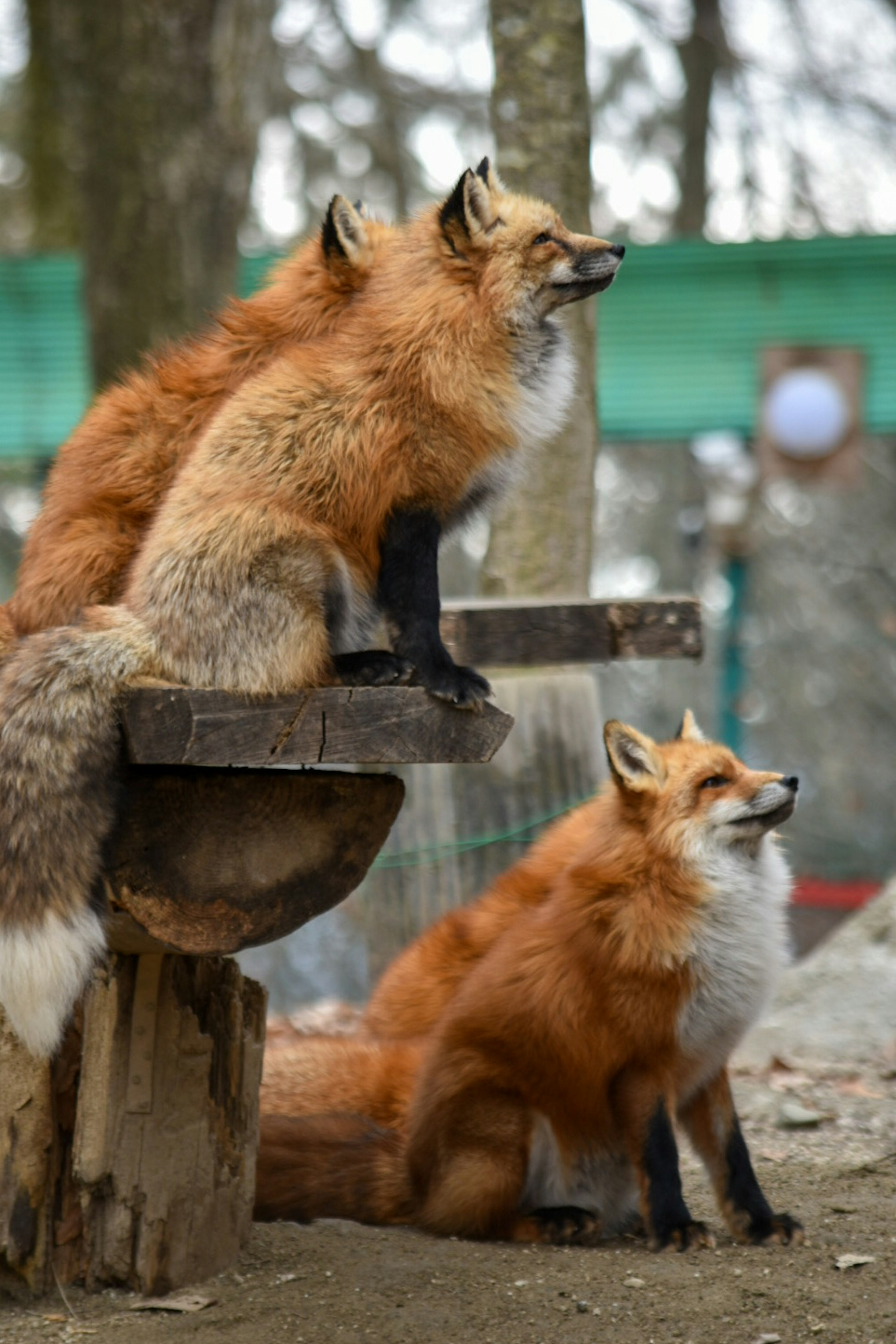 Three foxes sitting on a wooden platform in a natural setting