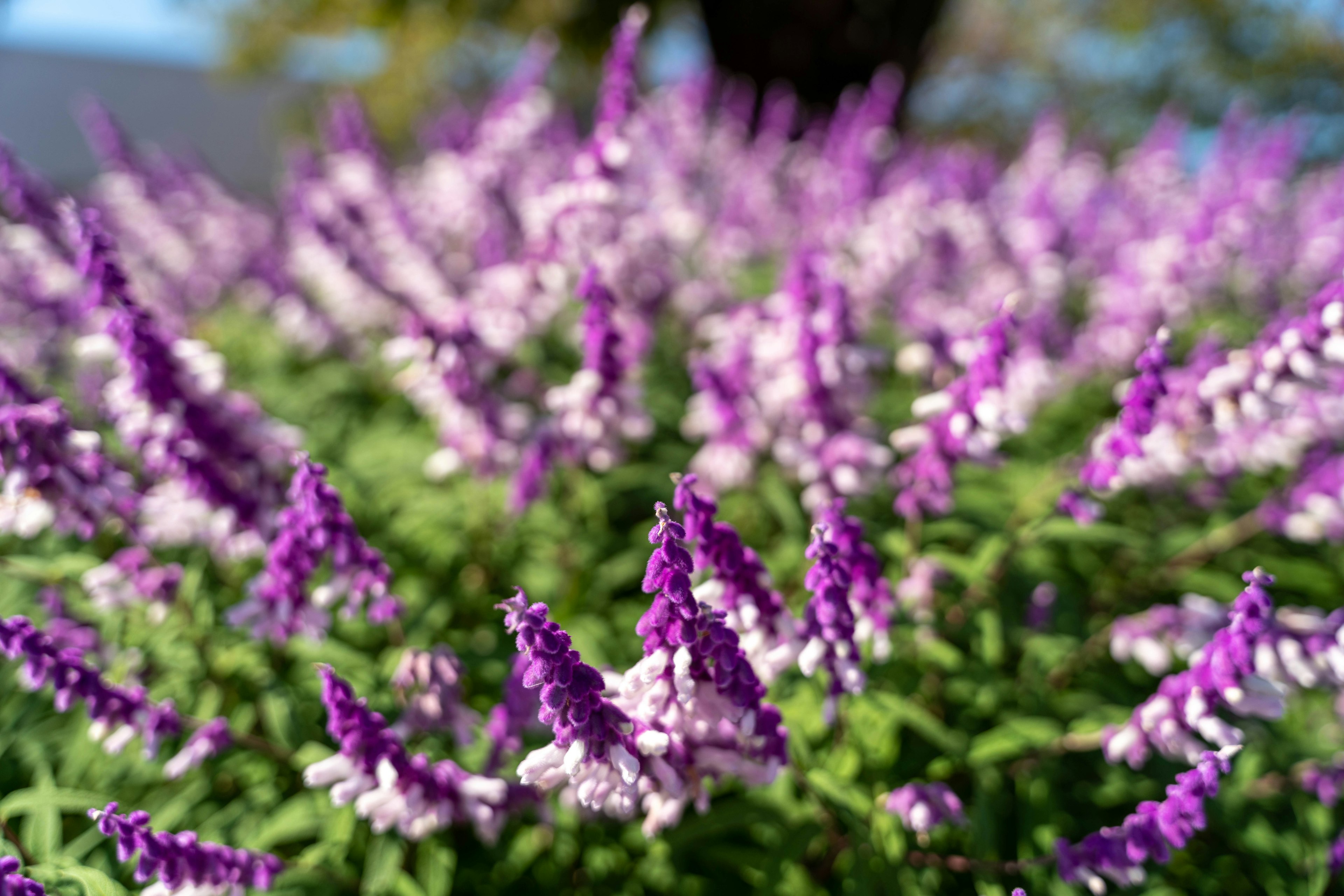 Nahaufnahme einer Pflanze mit lila Blumen