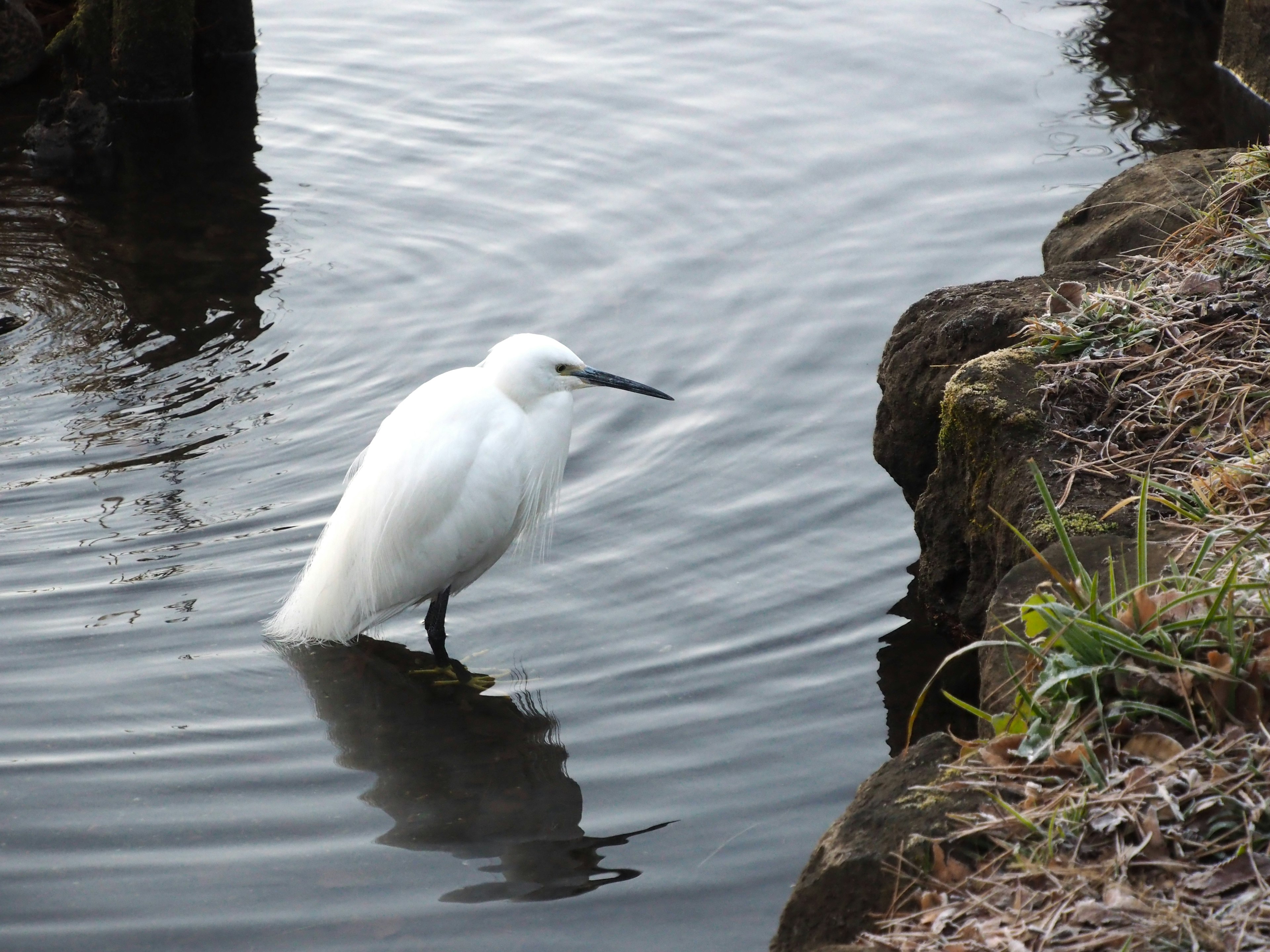 A serene scene featuring a white bird standing by the water's edge