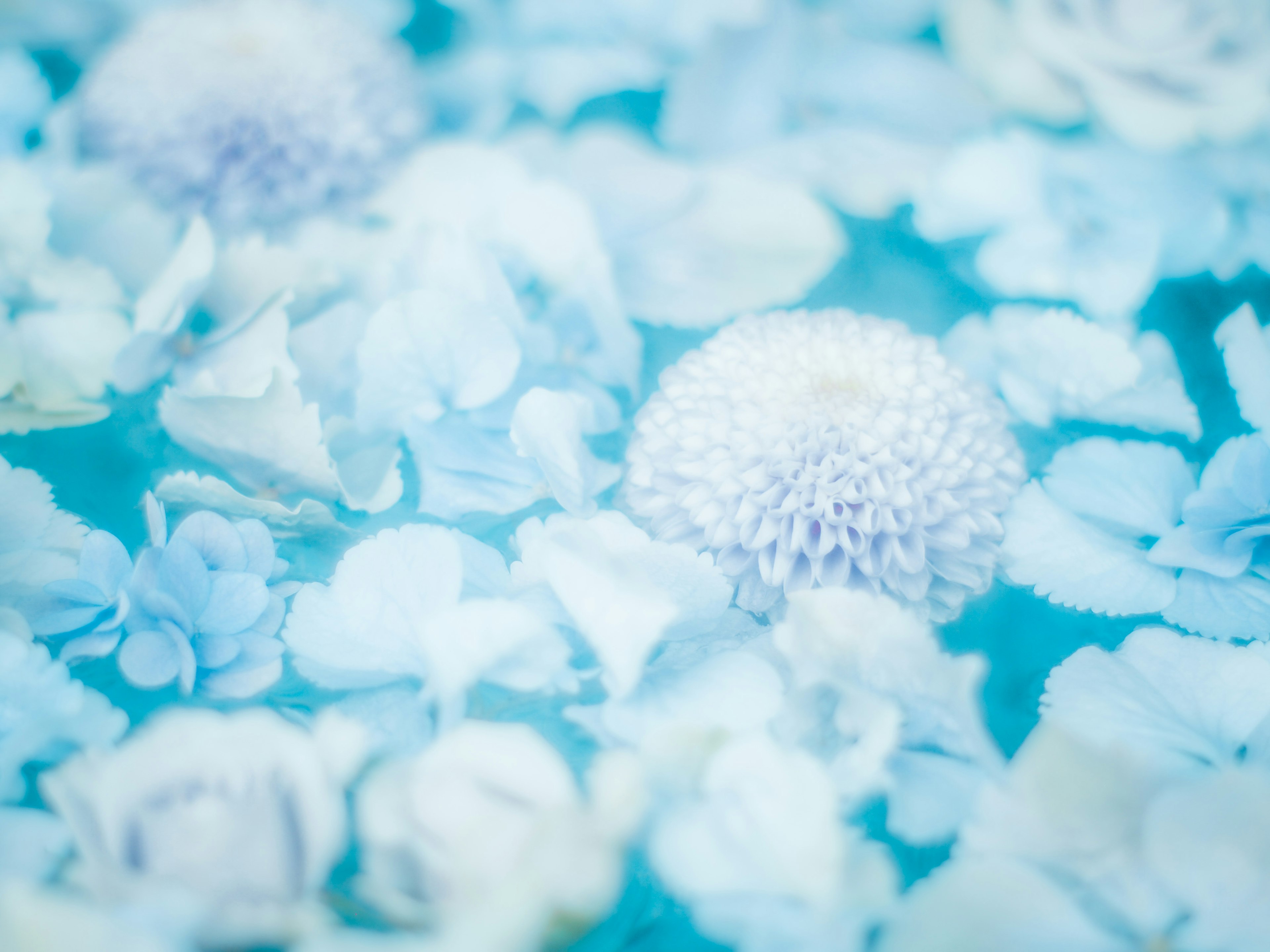 Pétalos de flores blancas y crisantemo flotando en una superficie de agua azul