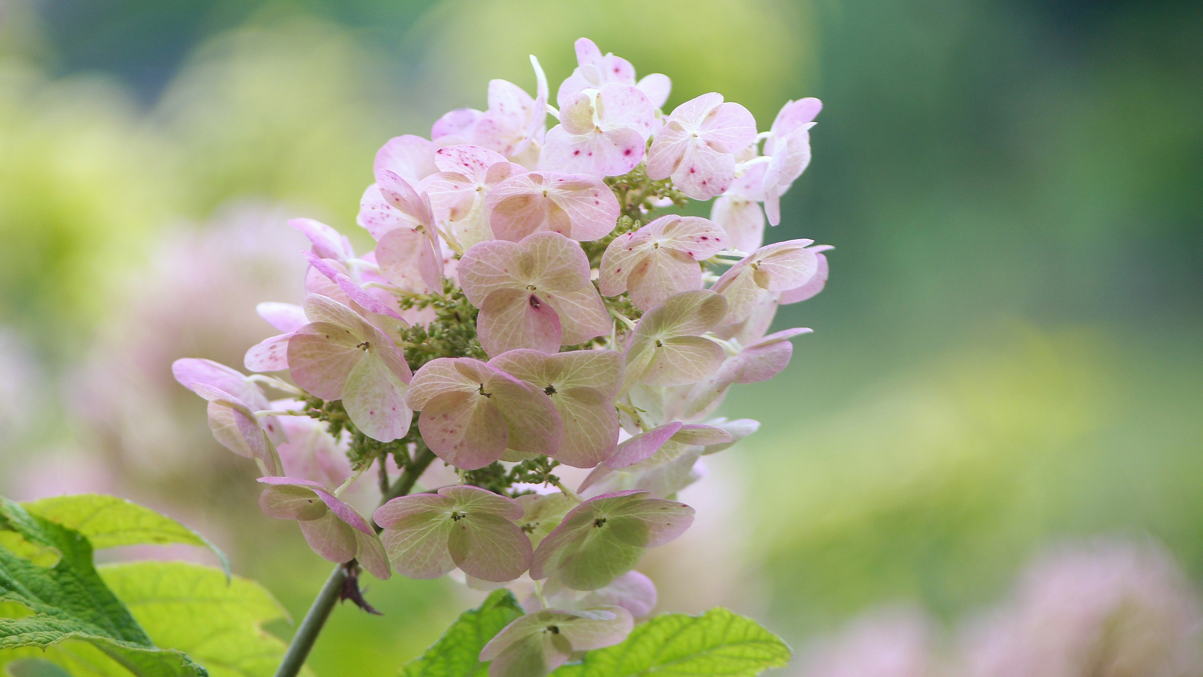 Close-up of a cluster of pale pink flowers