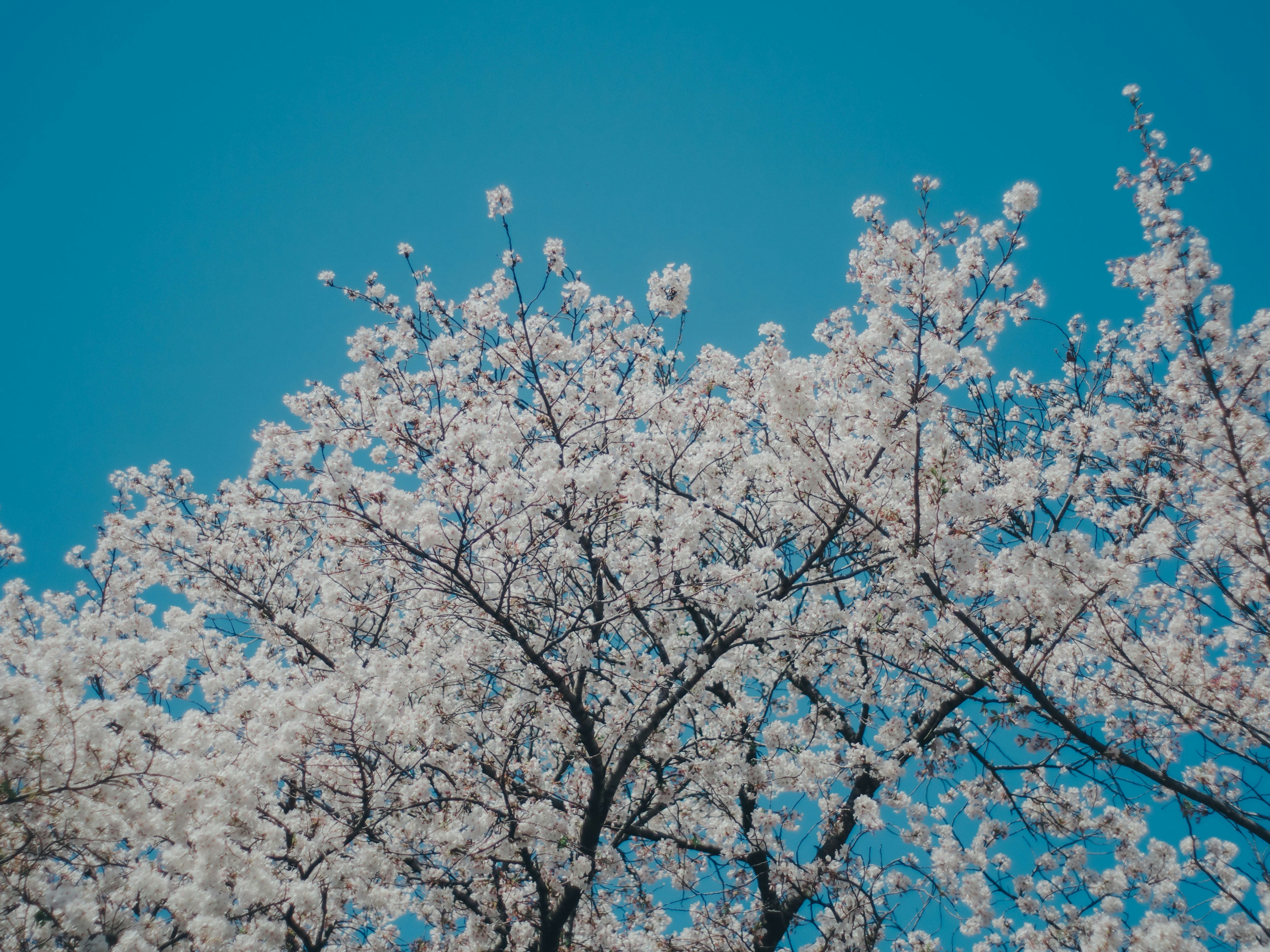 Pohon sakura mekar penuh di bawah langit biru