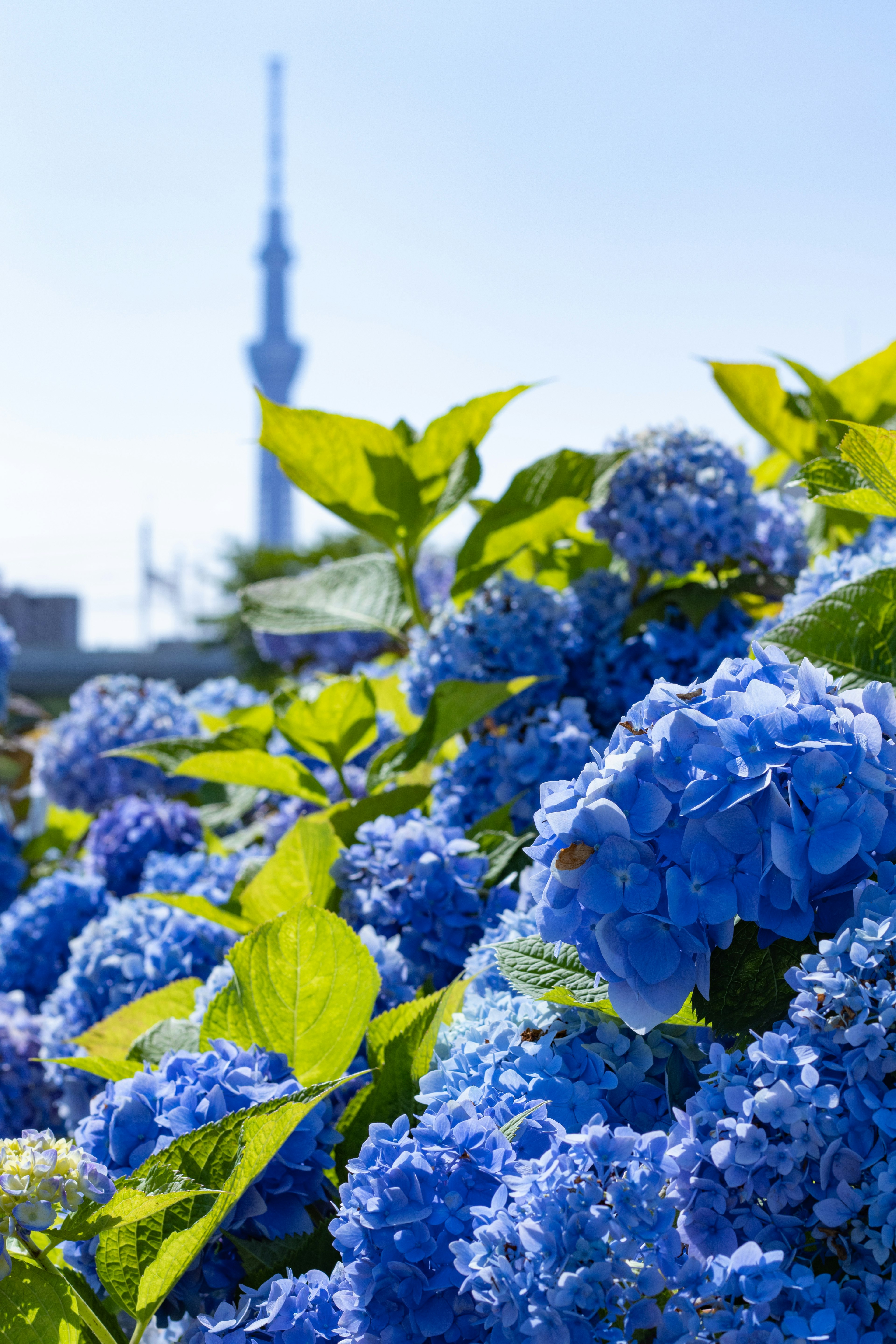 青いアジサイの花と東京スカイツリーの背景