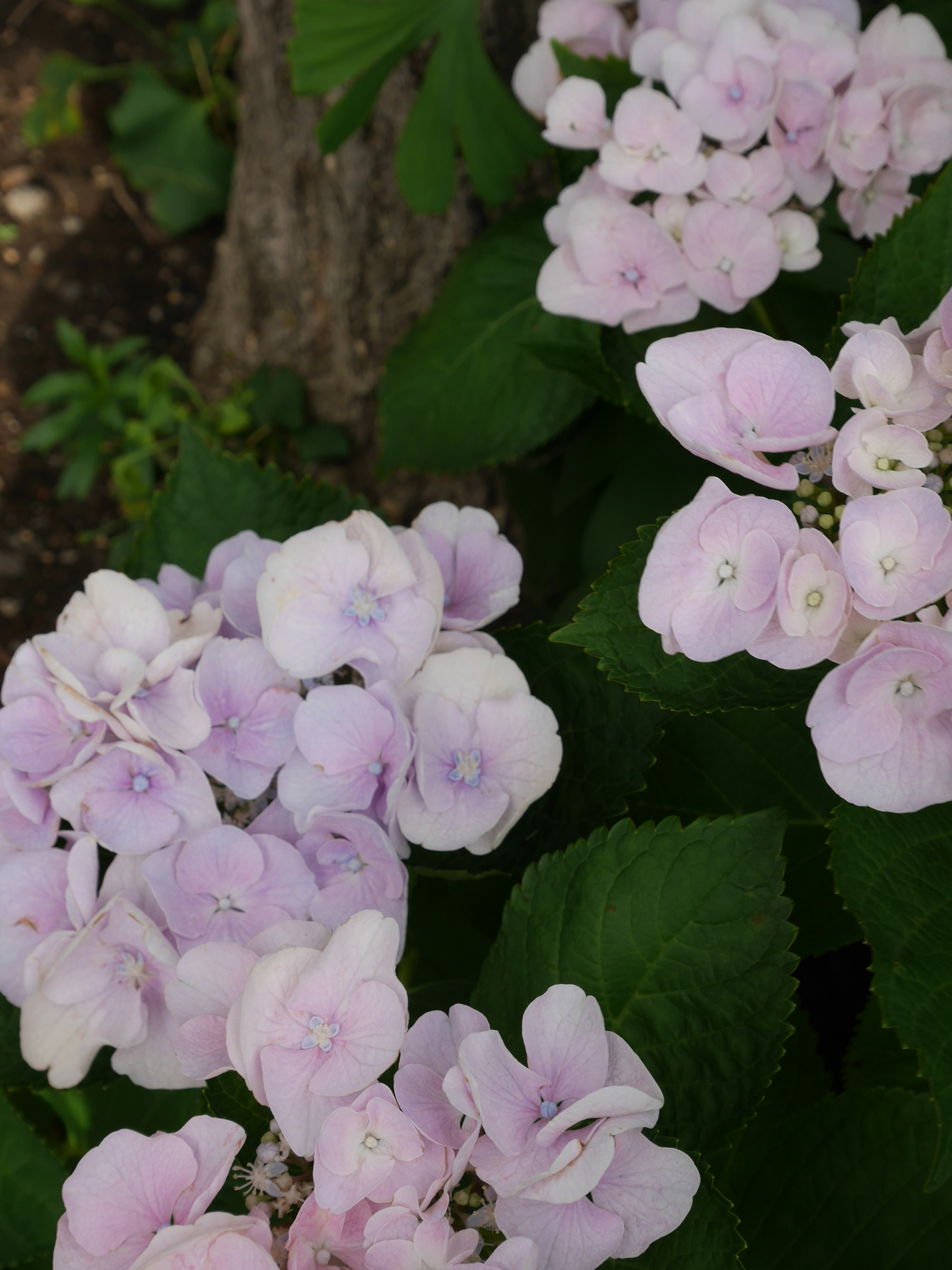 Close-up of pale purple flowers and green leaves