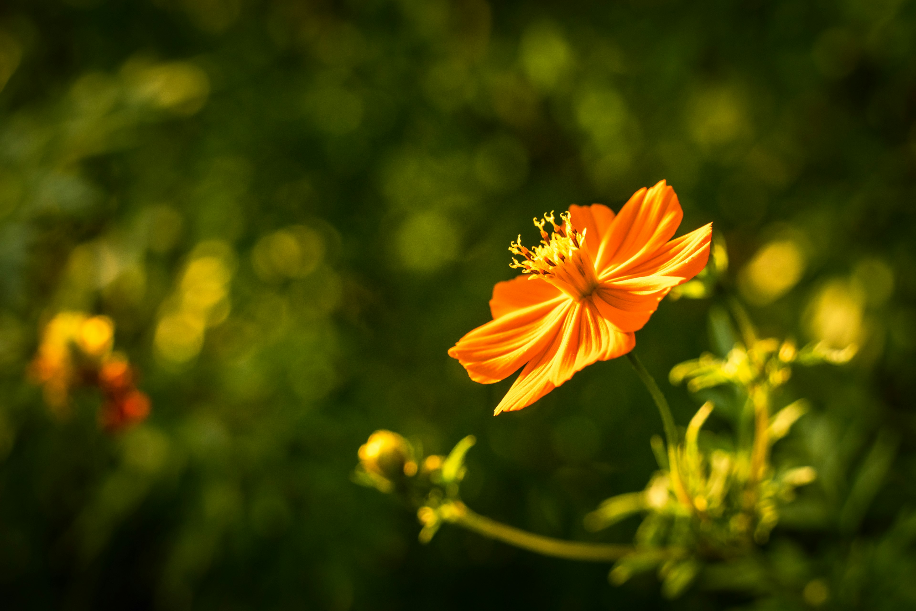 鮮やかなオレンジ色の花が緑の背景に咲いている