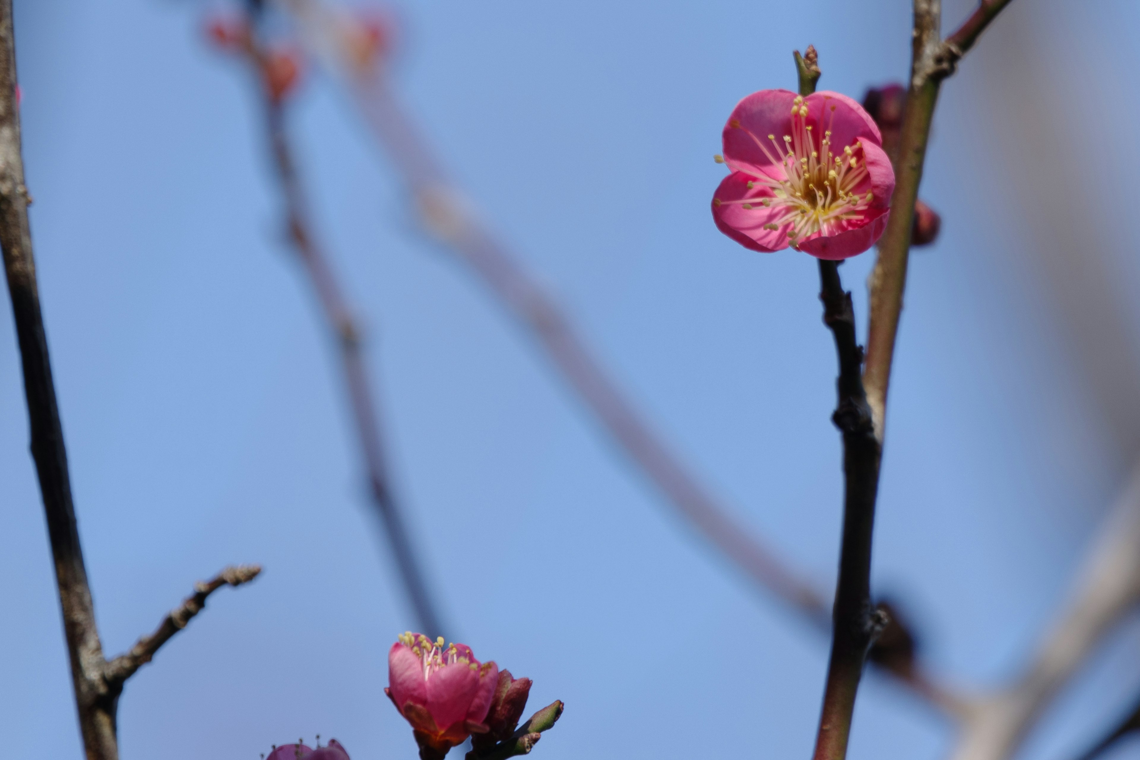 Primo piano di fiori di pesco contro un cielo blu