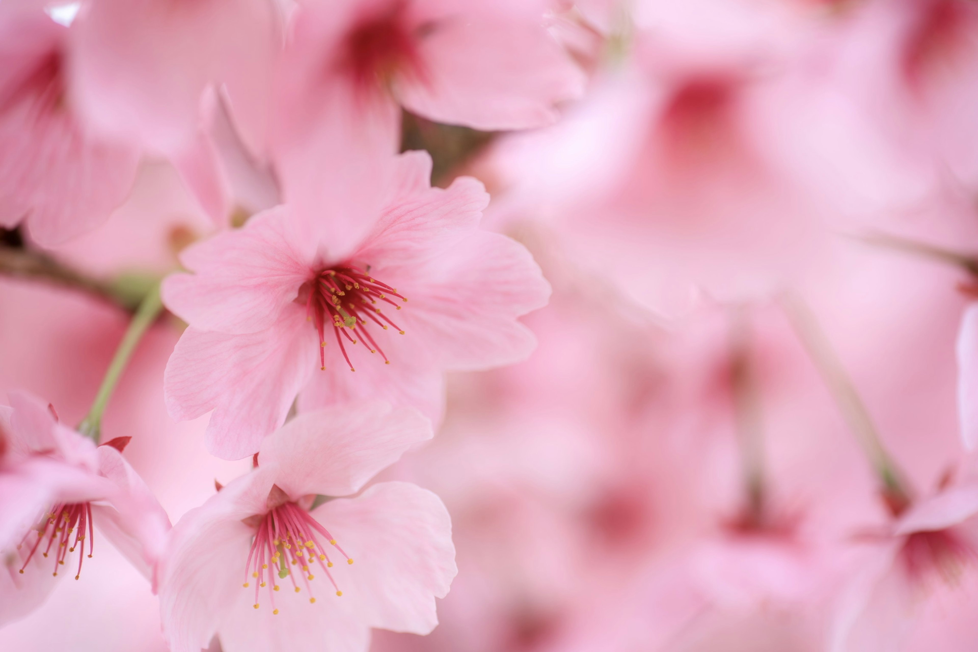 Zarte rosa Kirschblüten in voller Blüte