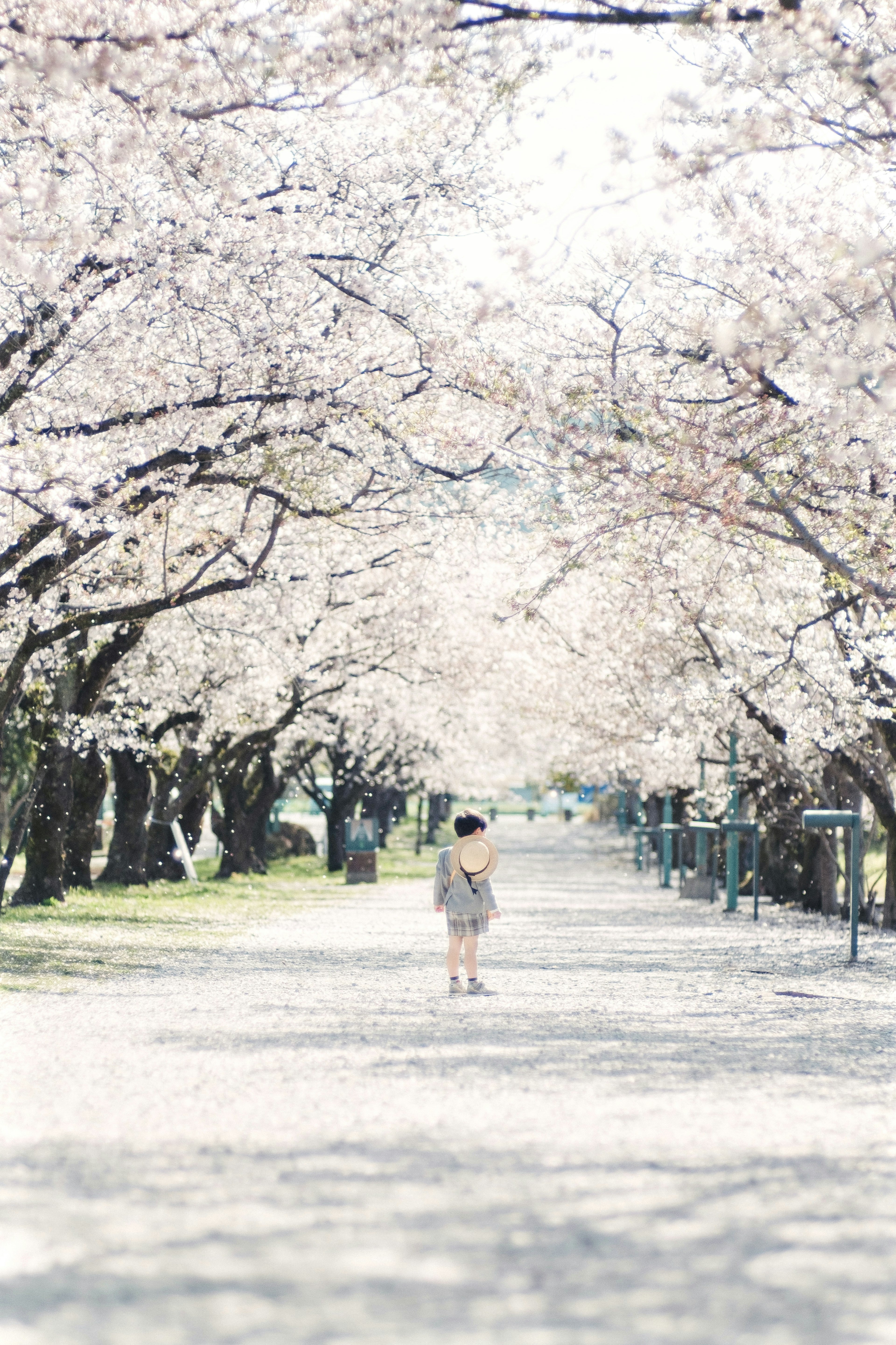 Anak berdiri di jalan yang dikelilingi pohon sakura