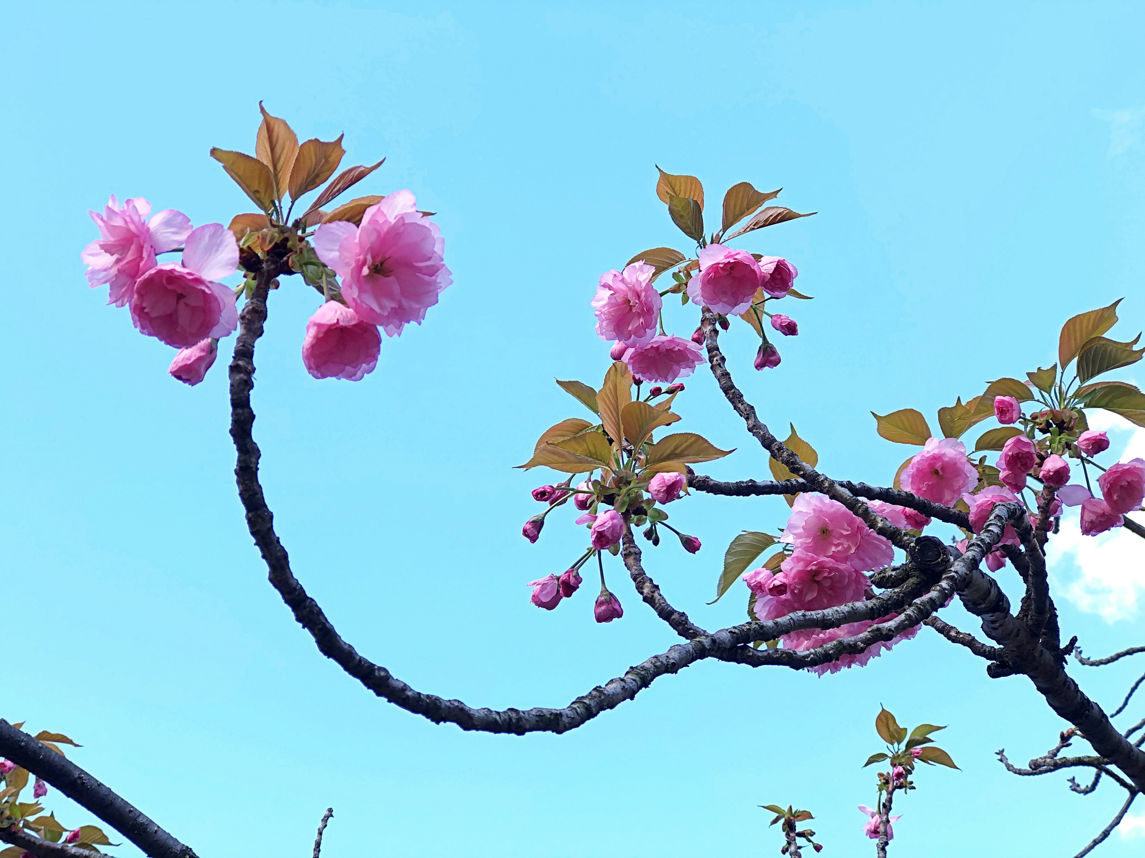 Bunga sakura merah muda dan daun di bawah langit biru