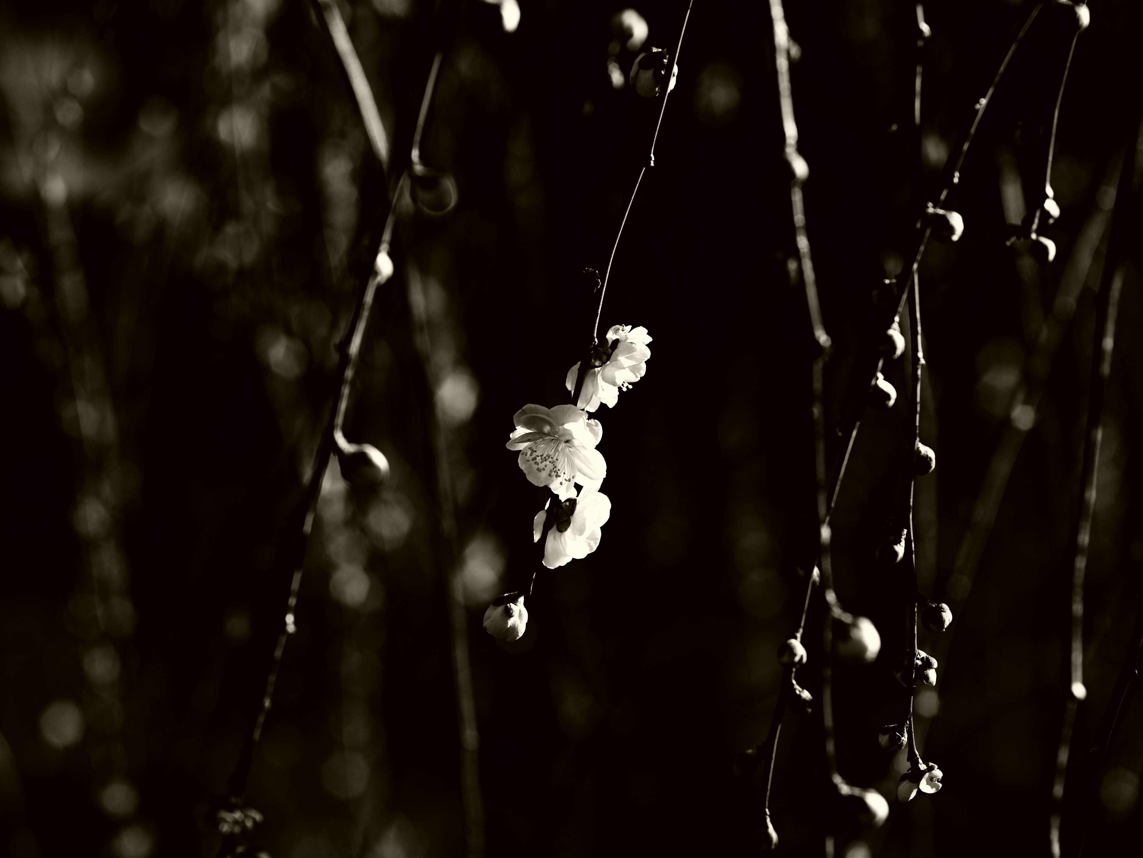 A single flower and small buds against a black and white background