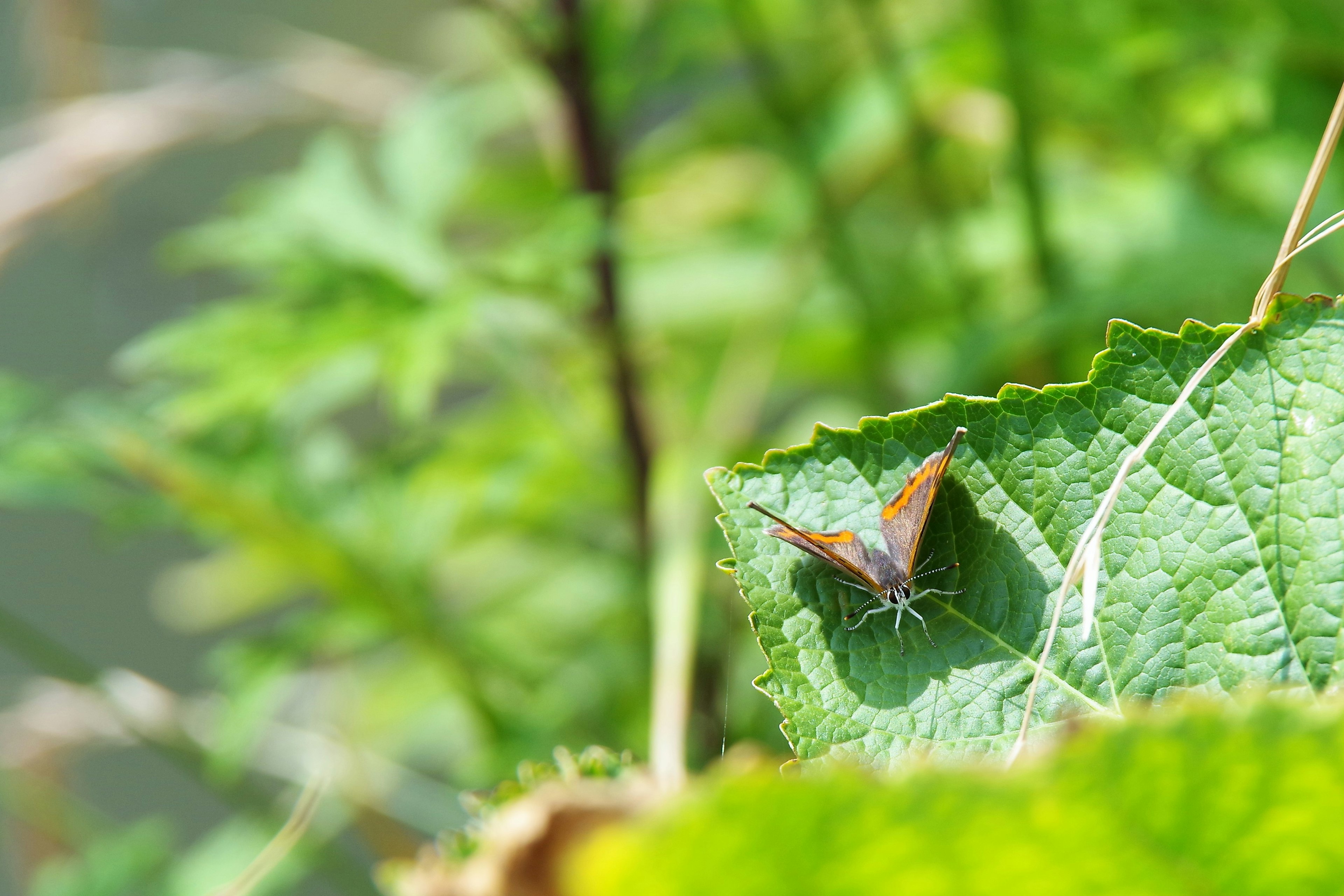 Nahaufnahme eines kleinen Schmetterlings, der auf einem grünen Blatt sitzt