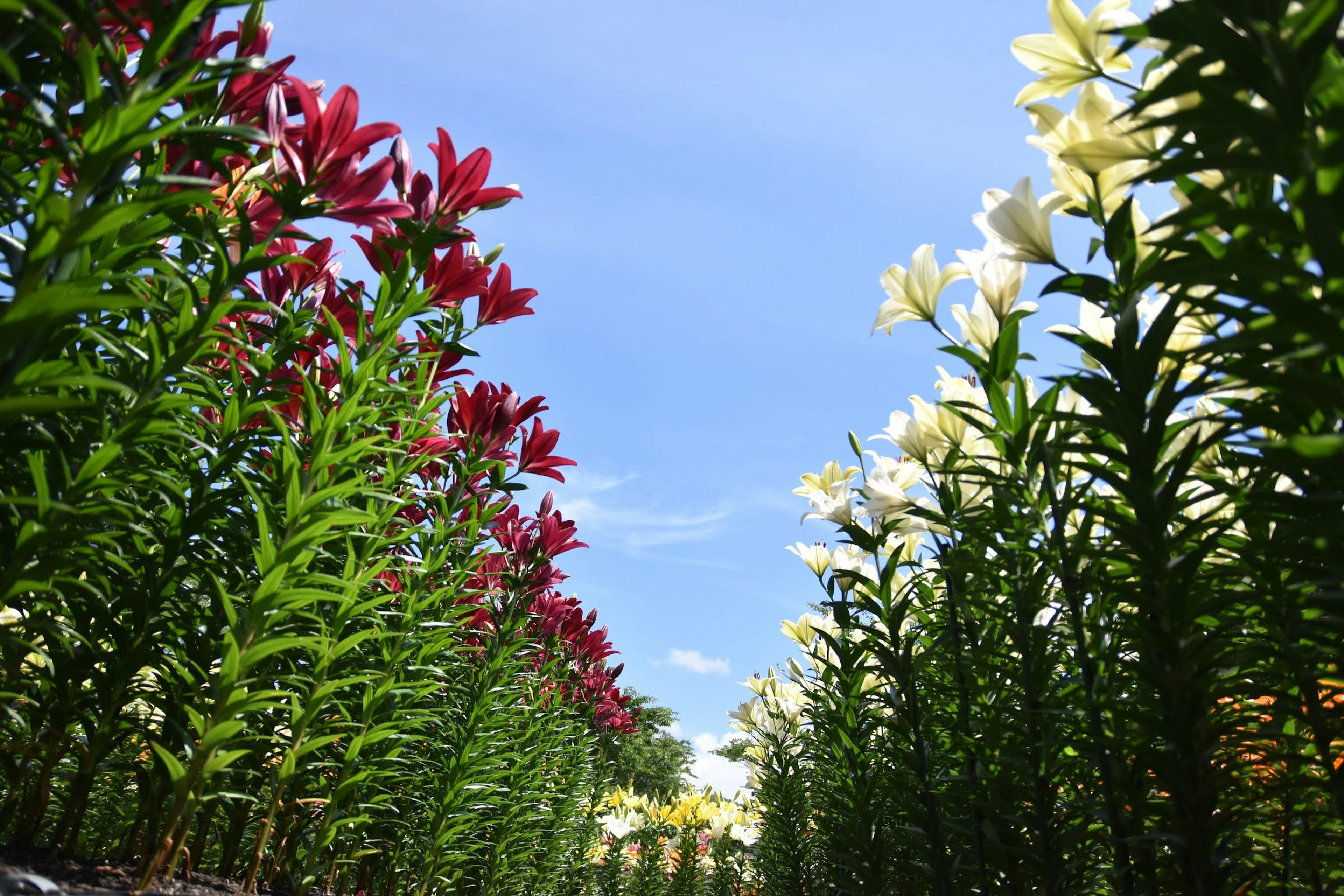 Une belle vue de lys rouges et blancs alignés sous un ciel bleu clair