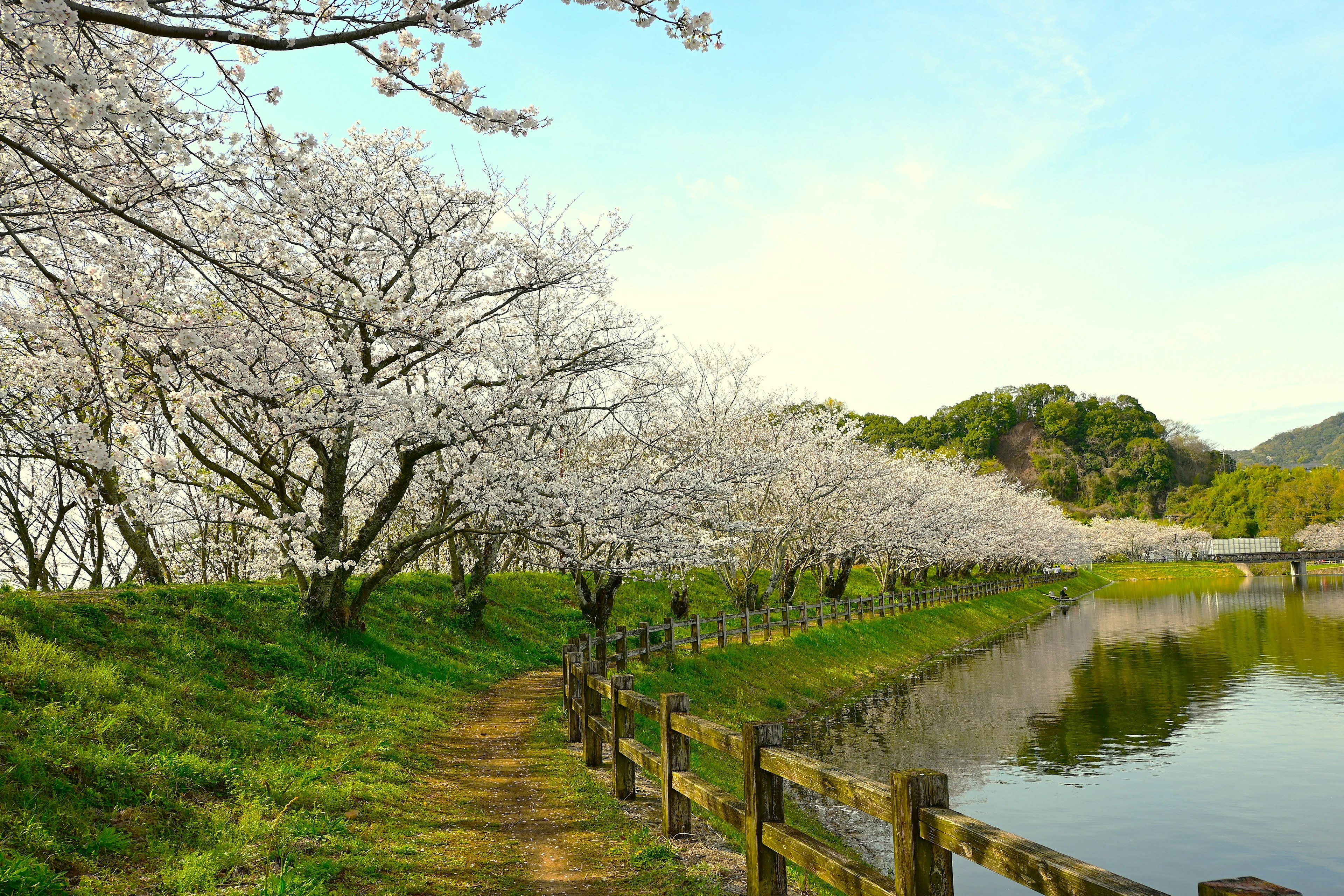 桜の木が並ぶ小道と池の風景