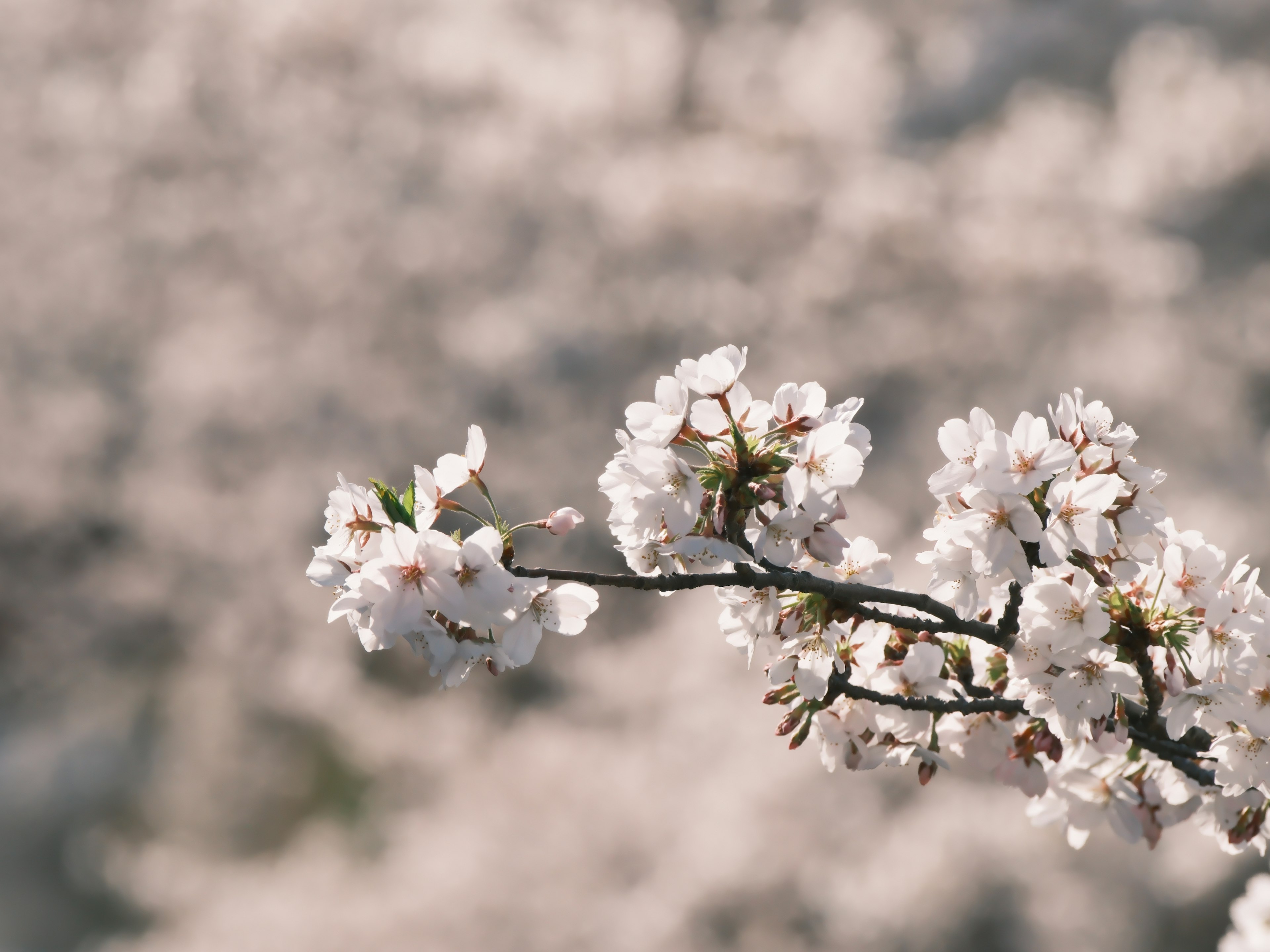 桜の花が咲いている枝のクローズアップ