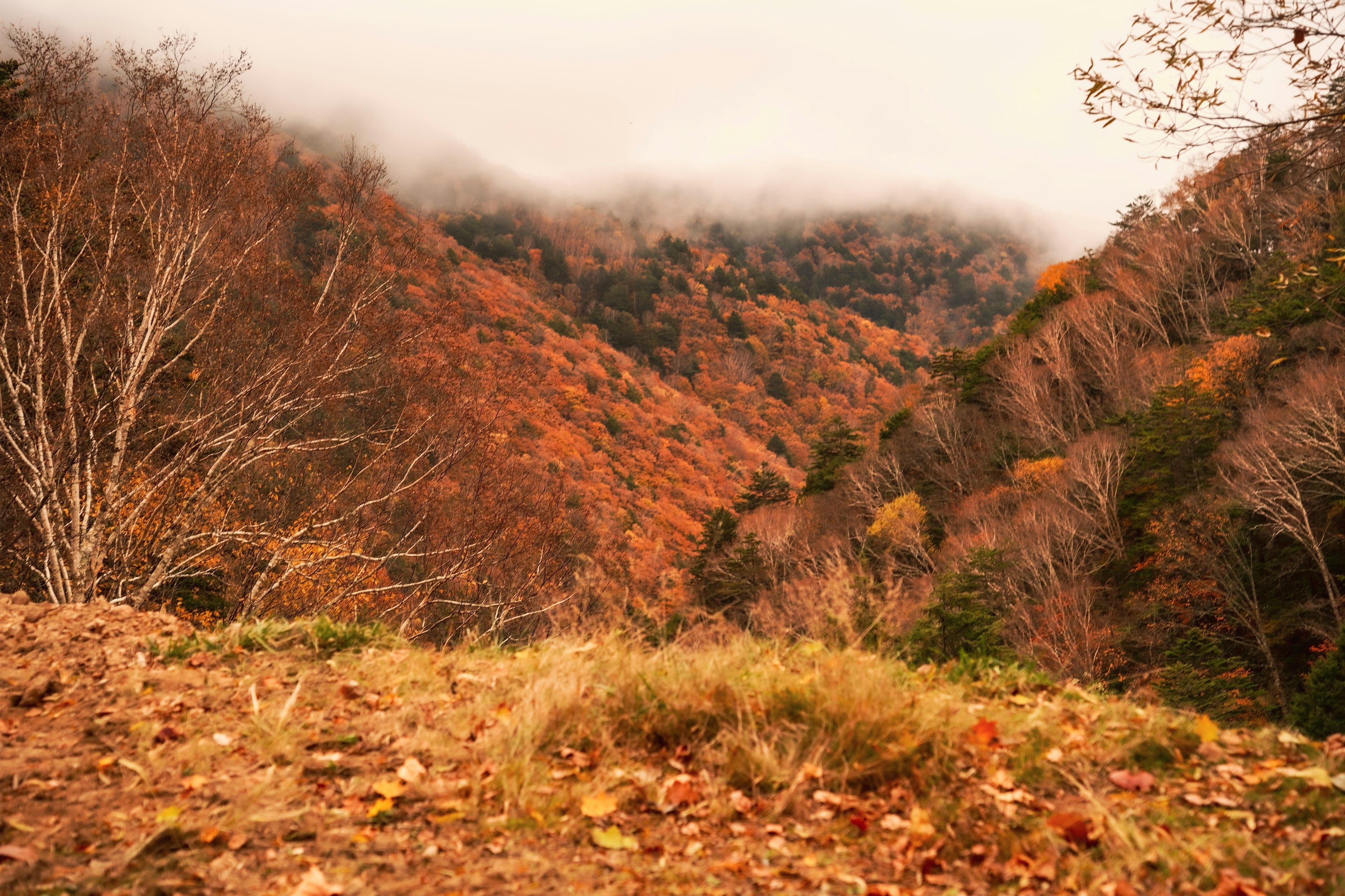 秋の山々が霧に包まれた風景