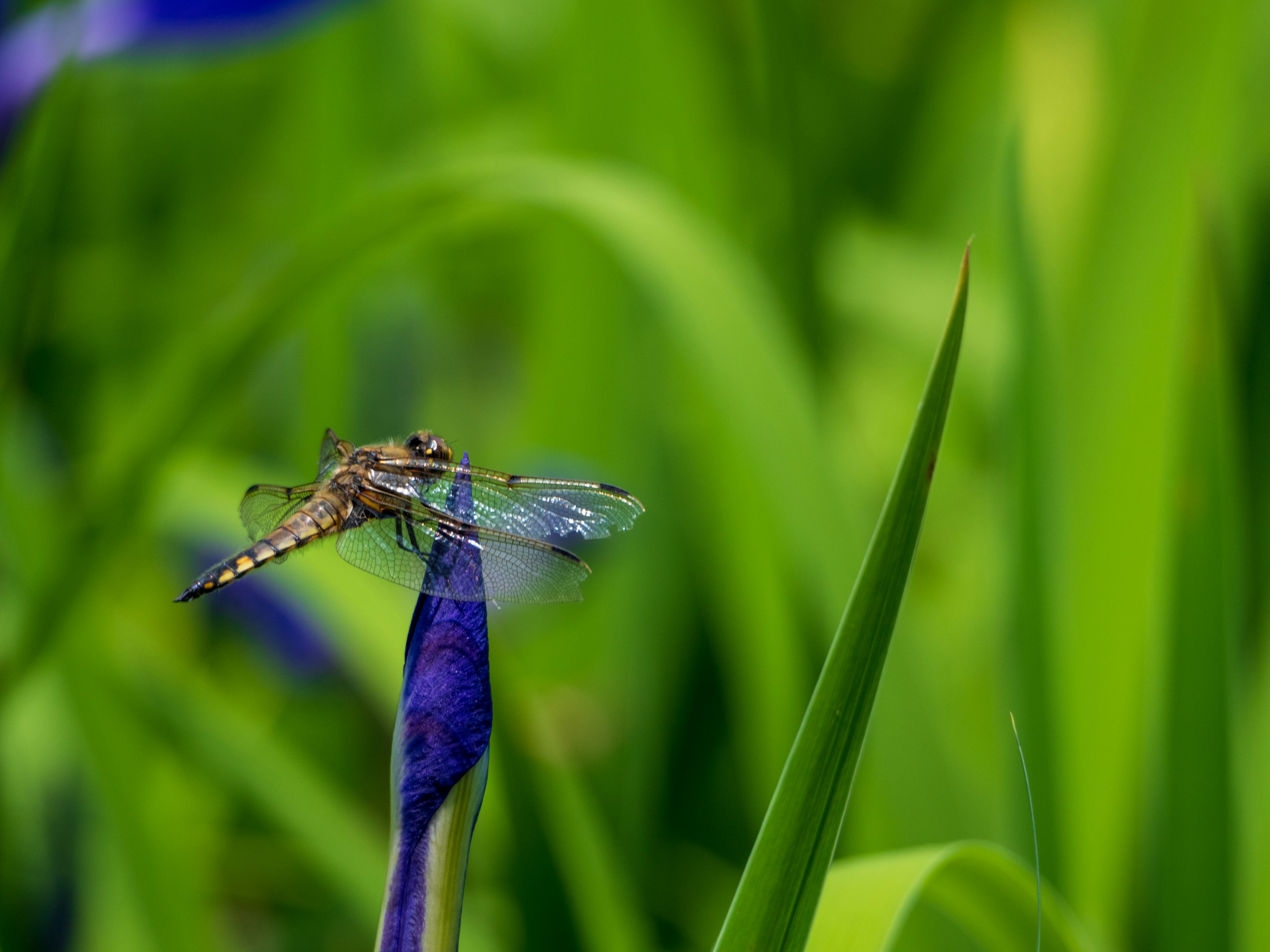 Una vivace libellula appollaiata su una foglia verde con fiori viola