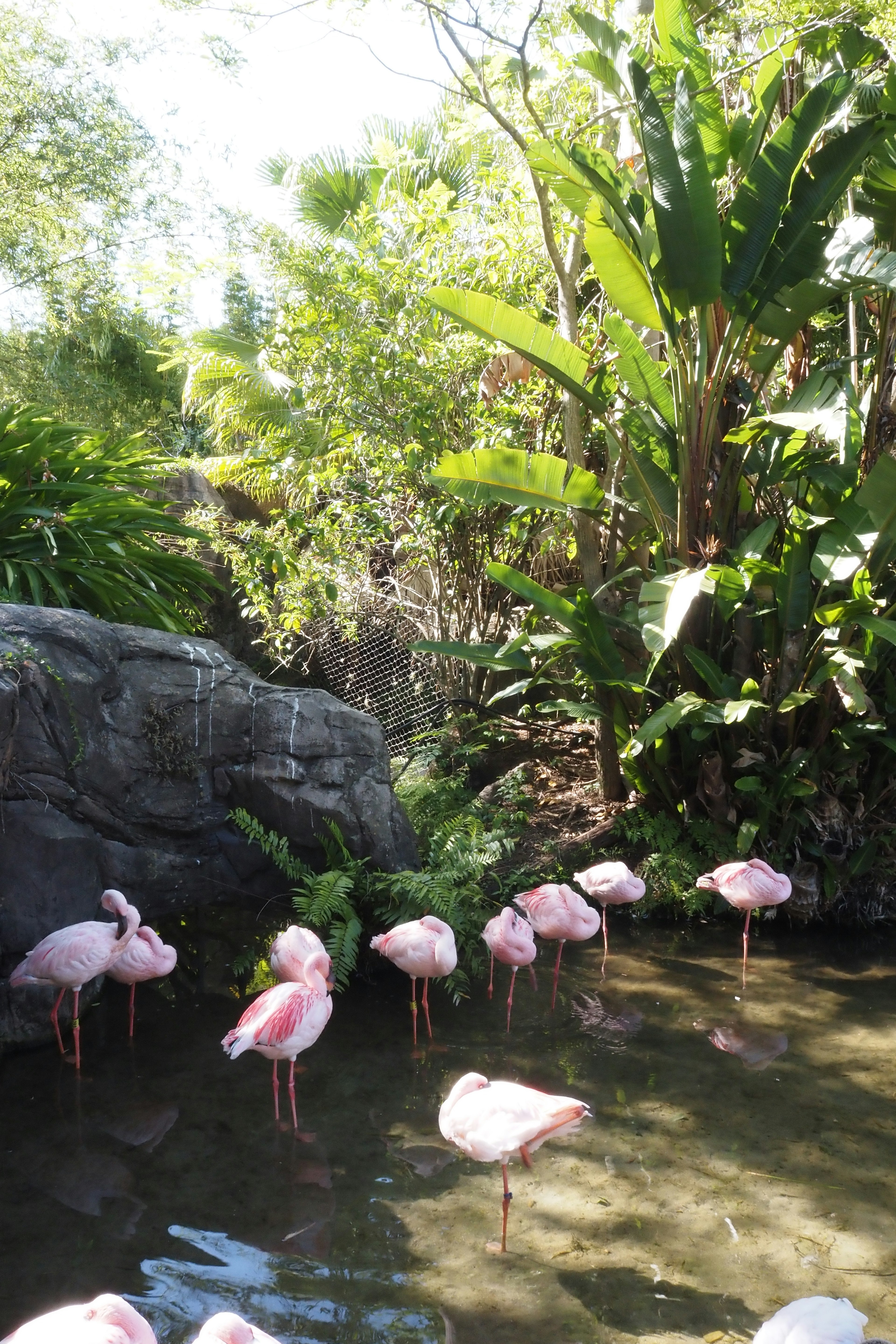 Groupe de flamants roses rassemblés près de l'eau avec une végétation luxuriante en arrière-plan