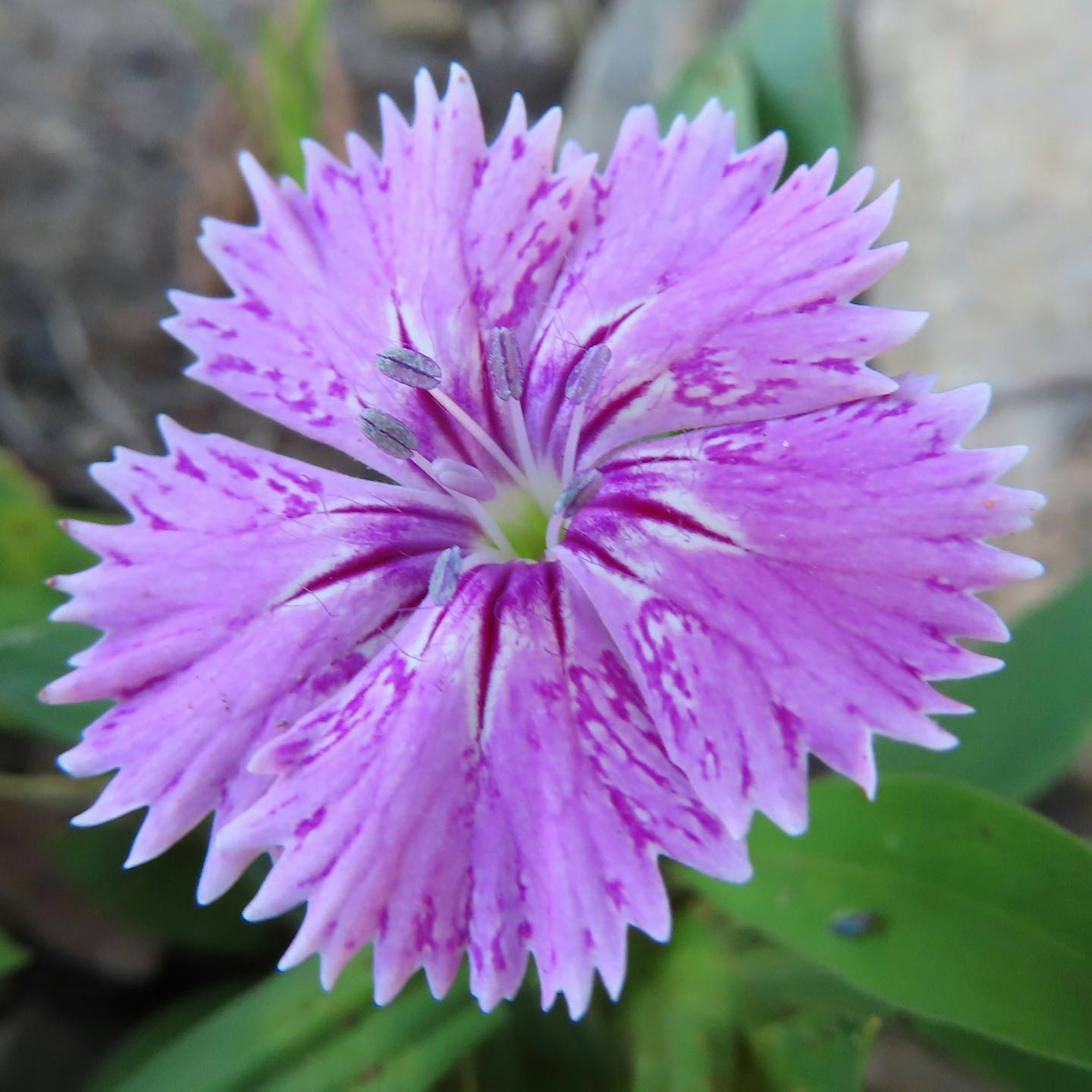 Nahaufnahme einer lebhaften rosa Blume mit fransigen Blütenblättern