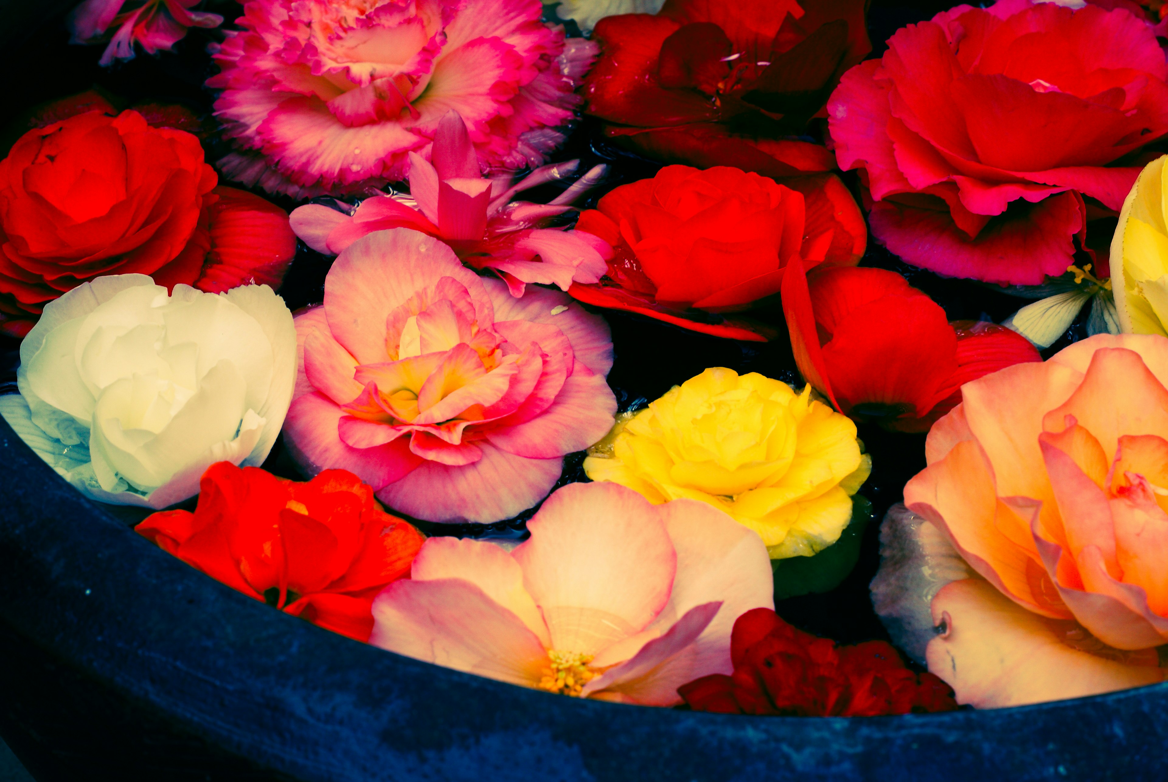 Fleurs colorées flottant dans l'eau