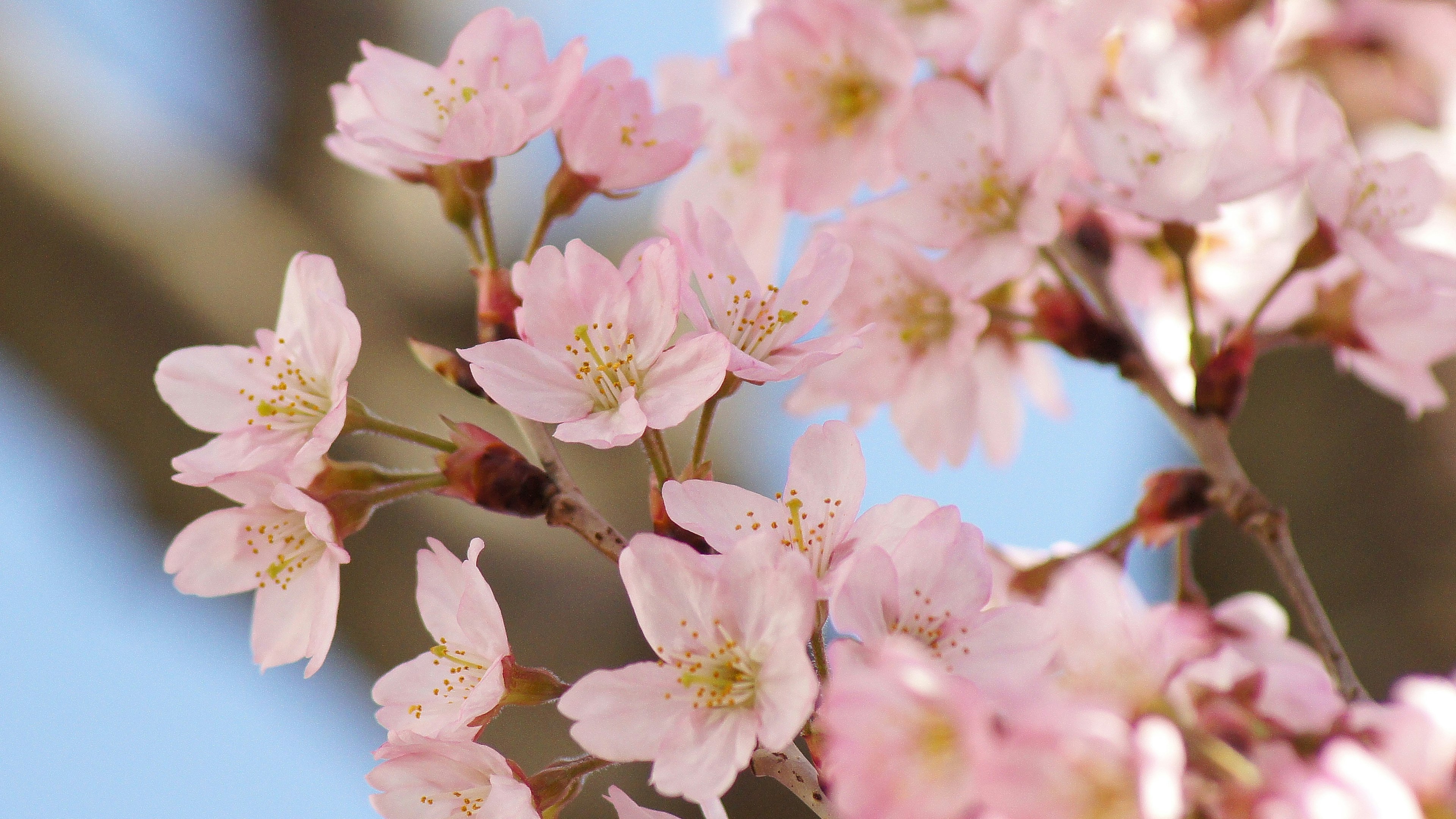 Nahaufnahme von Kirschblüten an einem Ast vor blauem Himmel