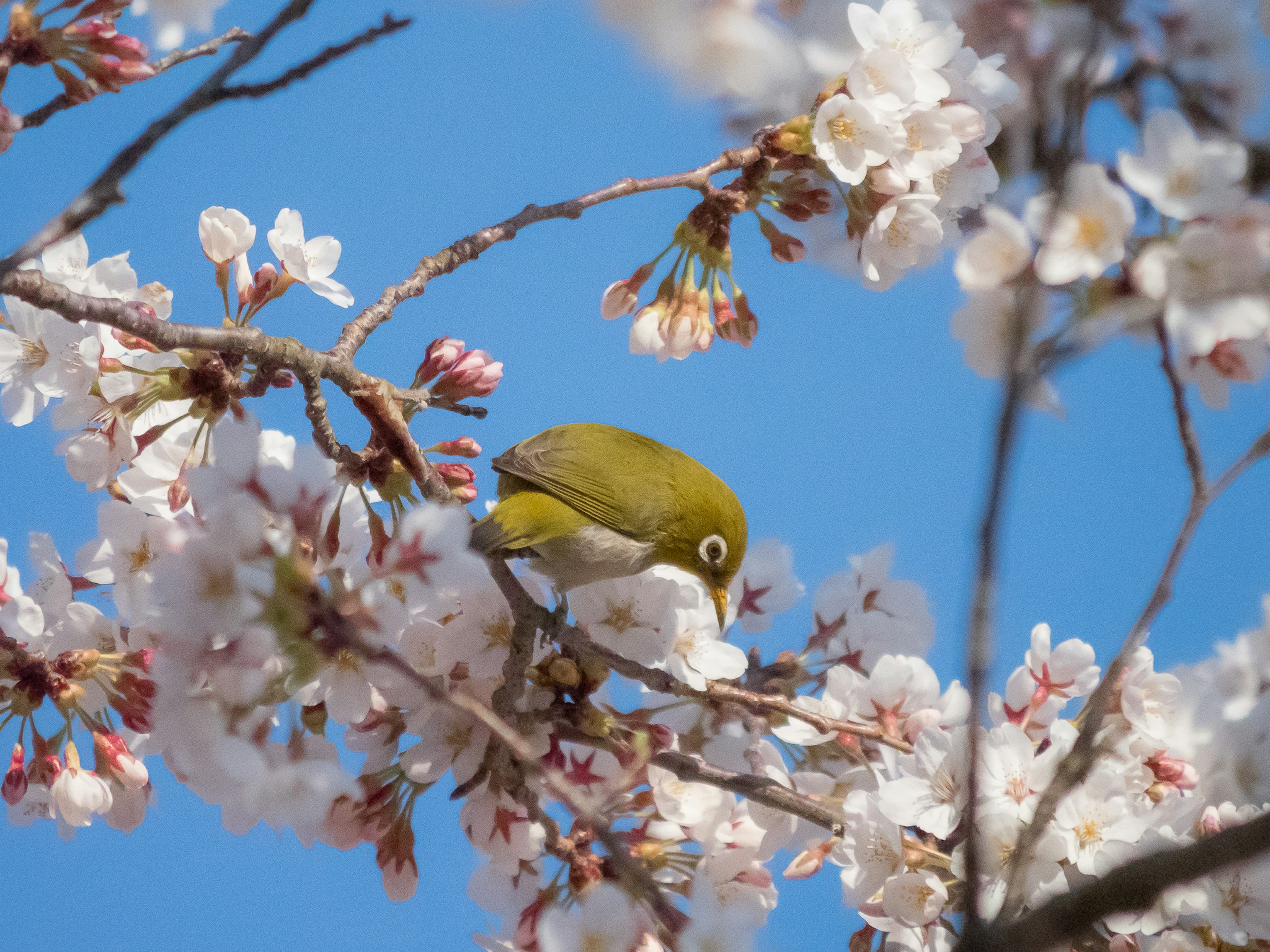 Ein Weißaugenvogel pickt zwischen Kirschblüten unter einem blauen Himmel