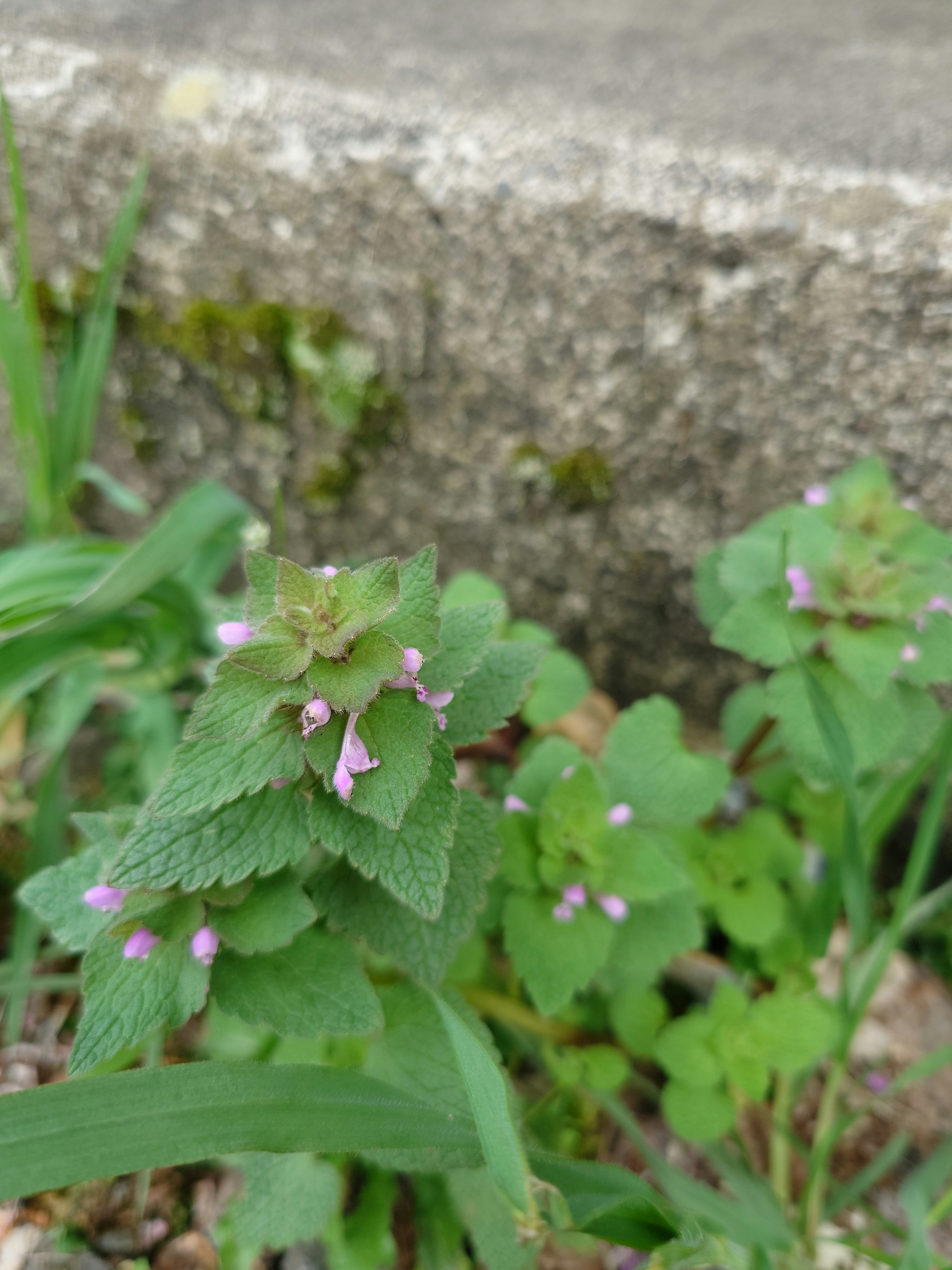 Primer plano de una planta verde con pequeñas flores moradas cerca de una pared de concreto