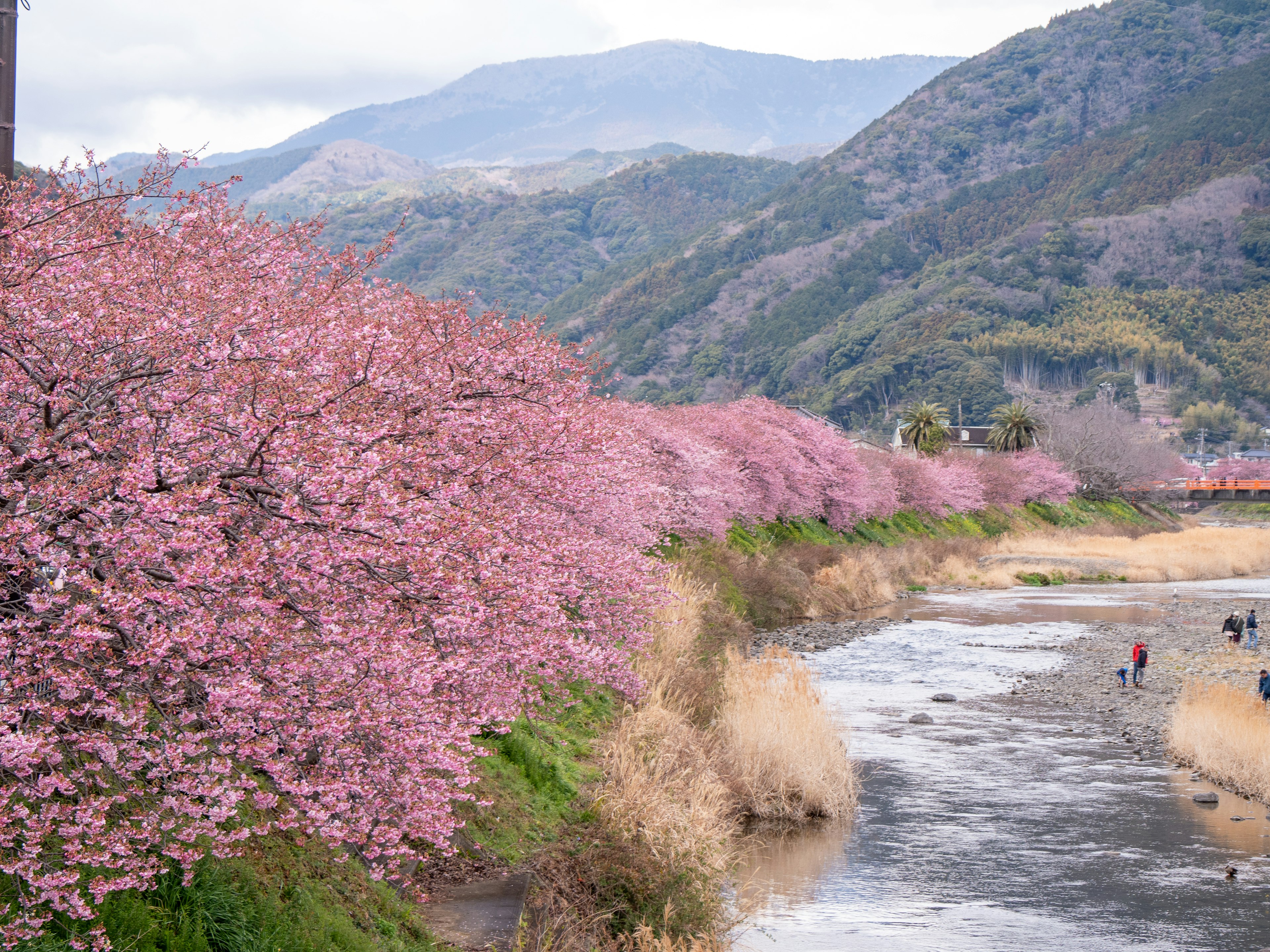 Pohon sakura yang mekar di tepi sungai dengan gunung di latar belakang