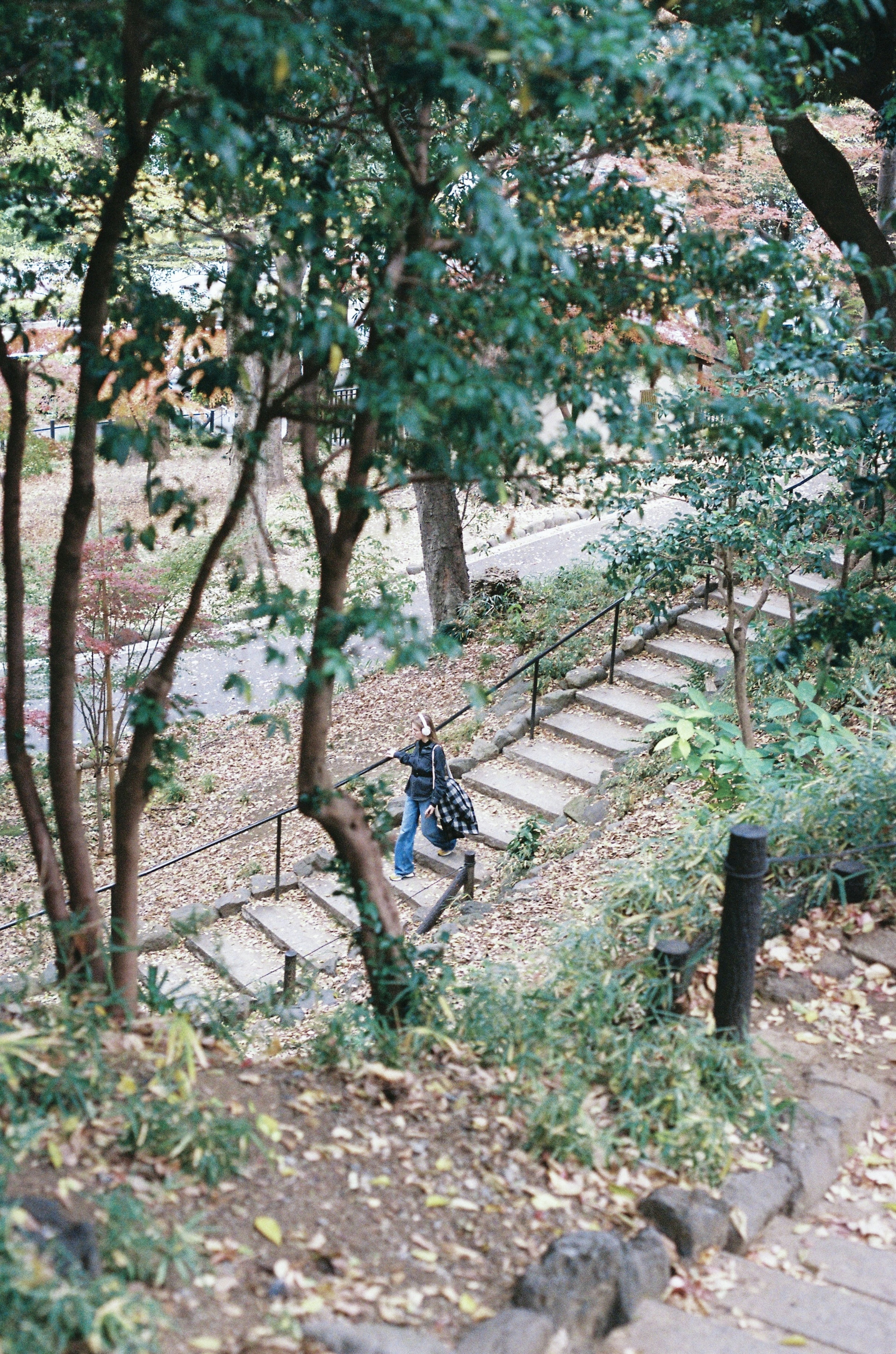 階段を下る人と周囲の緑豊かな木々