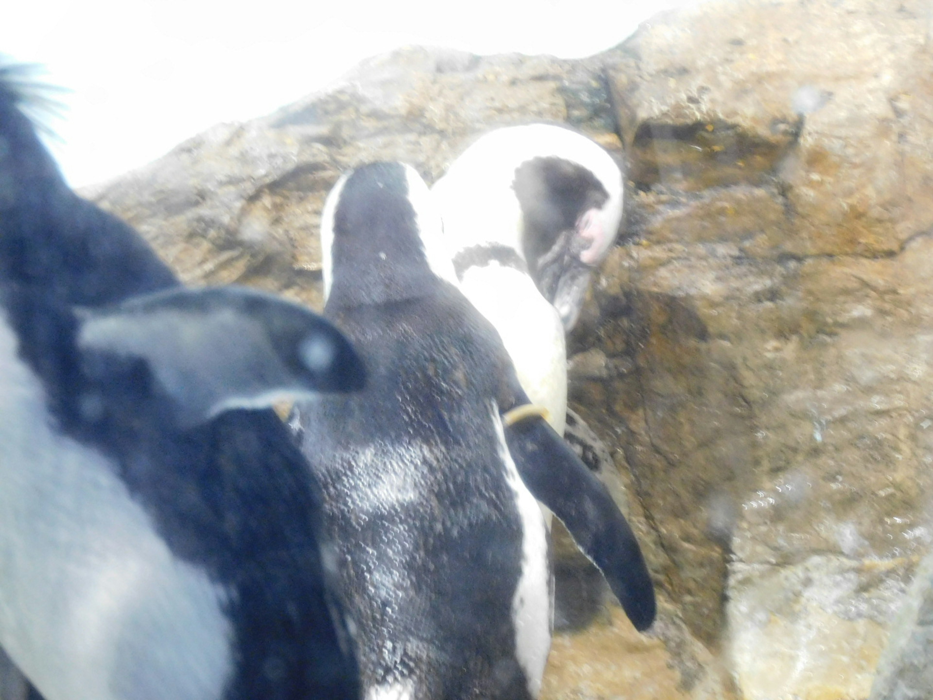 Penguins interacting near a rocky surface