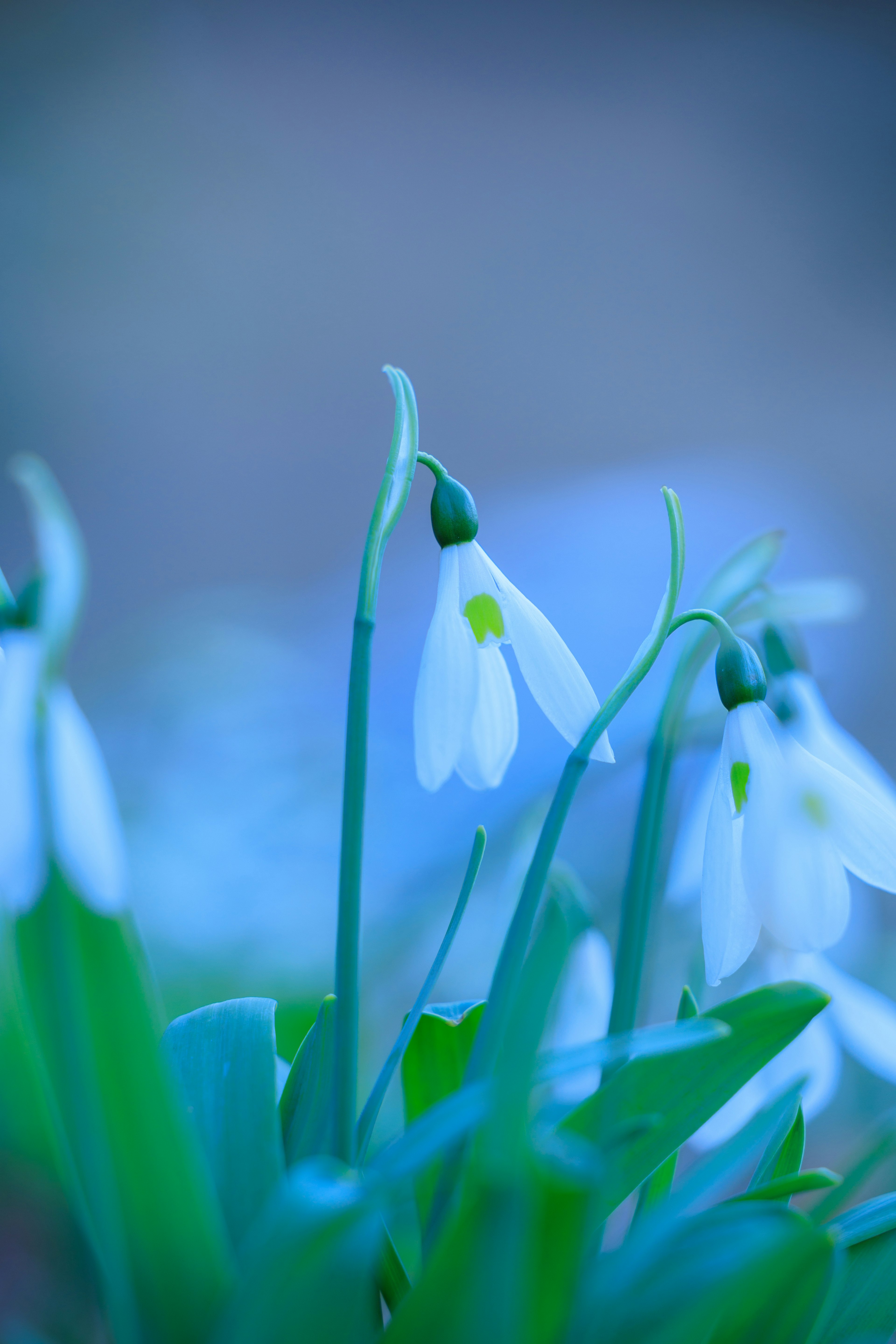 Snowdrop flowers blooming against a bluish background