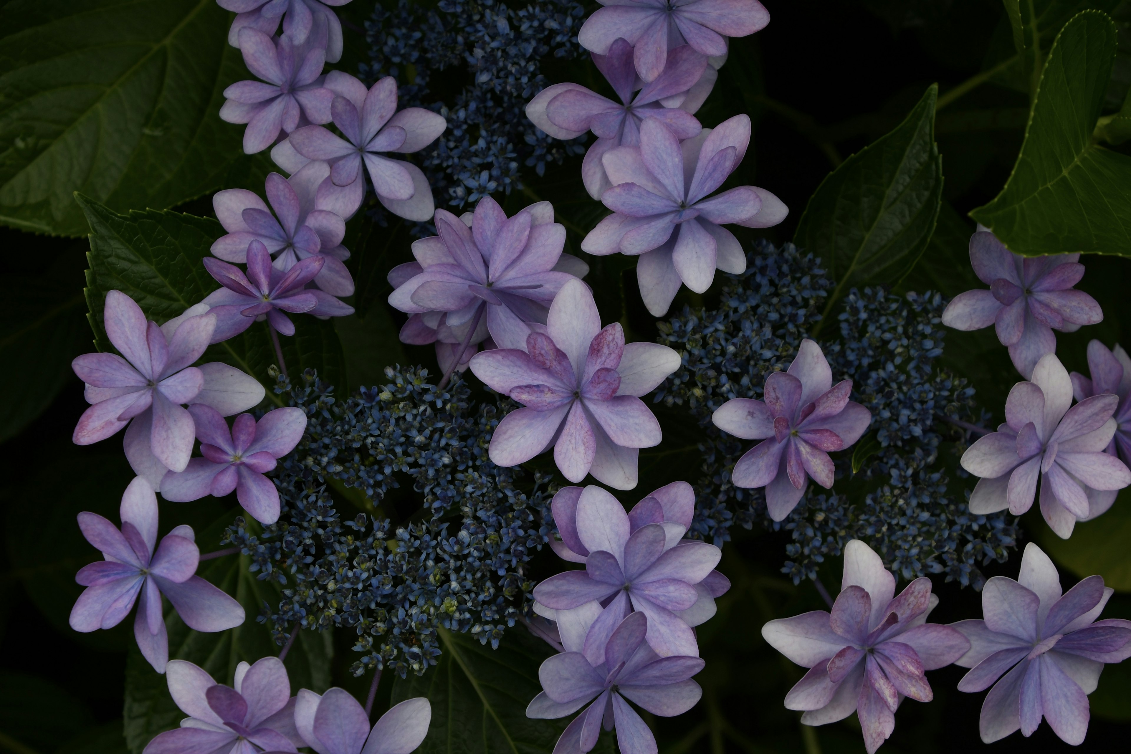 色とりどりの紫色の花が咲いている様子