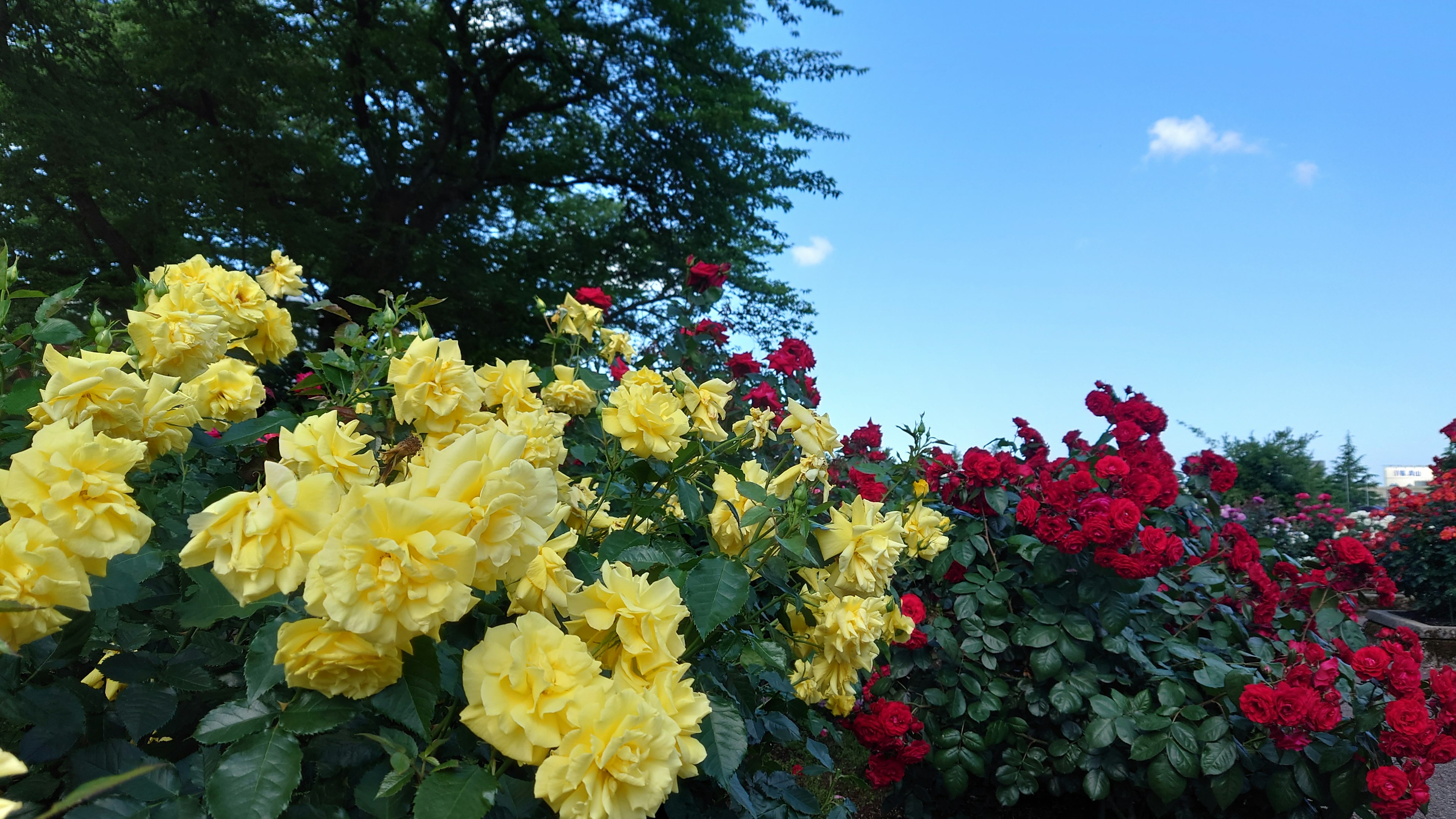 Schöne Gartenszene mit blühenden gelben und roten Blumen